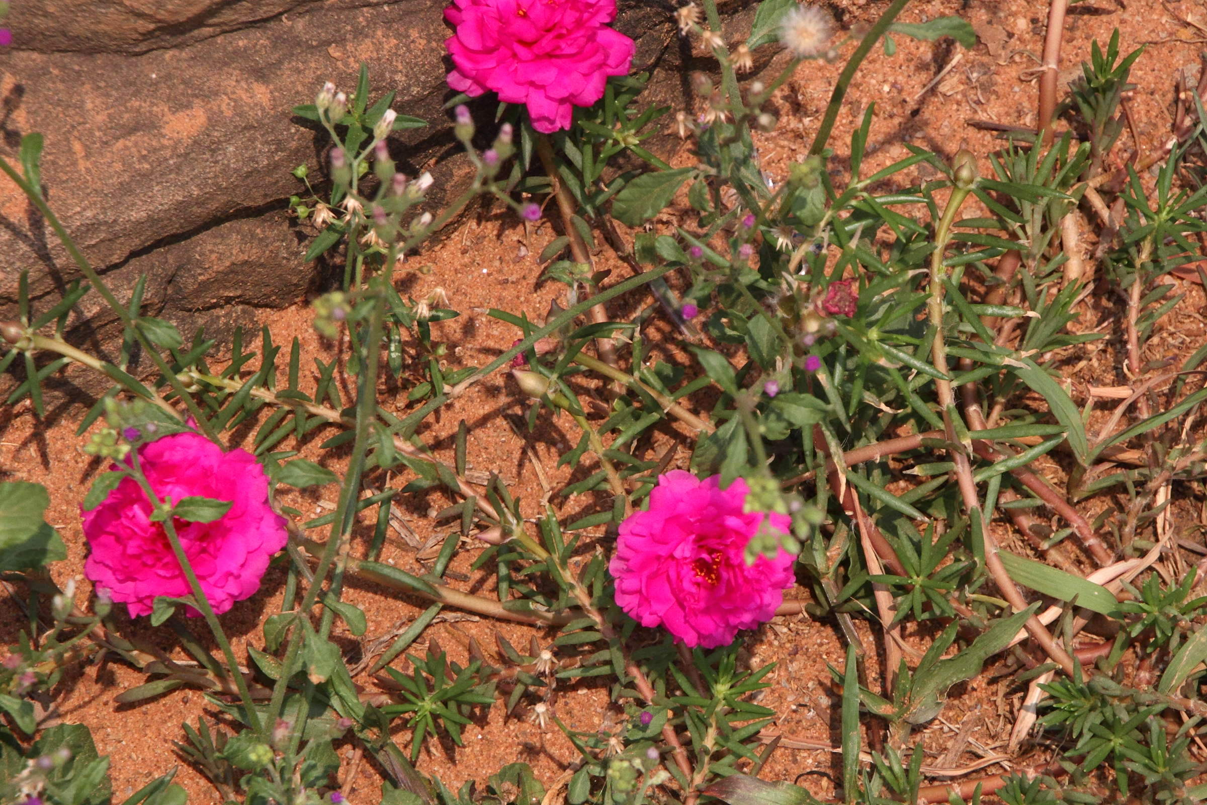 Afficher le média portulaca_grandiflora9md portulaca_grandiflora9md