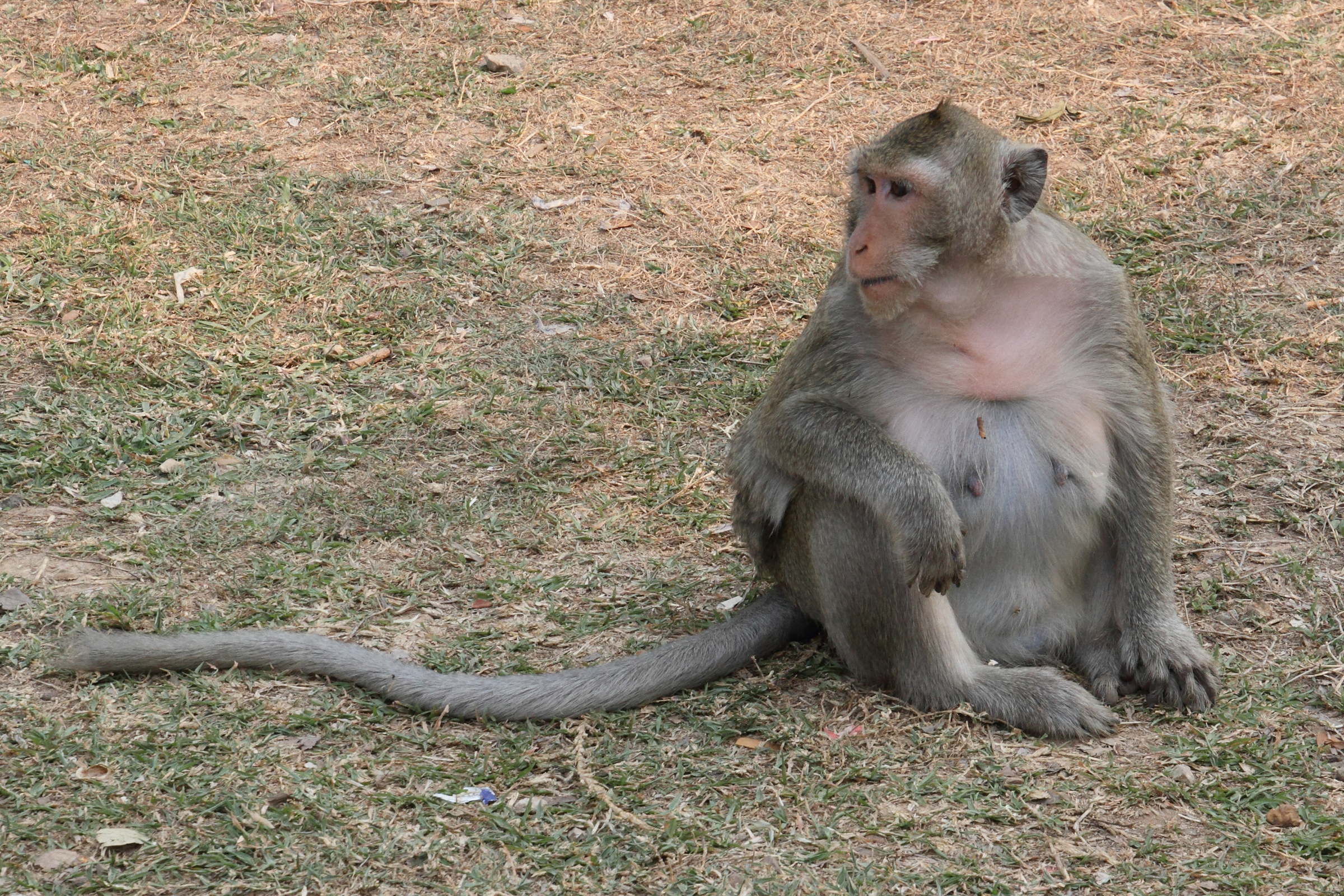 Afficher le média macaca_fascicularis4md macaca_fascicularis4md