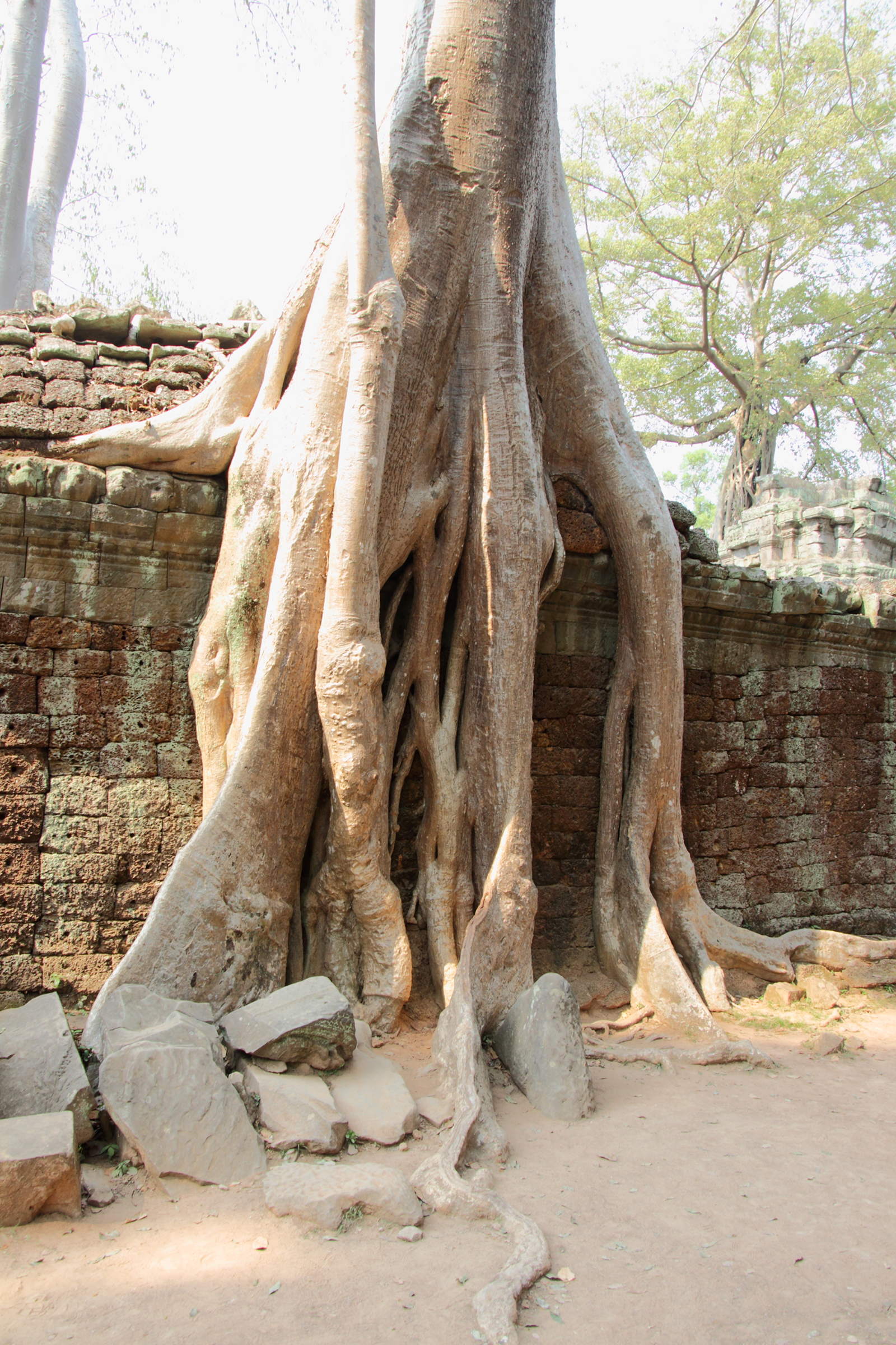 Afficher le média tetrameles_nudiflora4md tetrameles_nudiflora4md