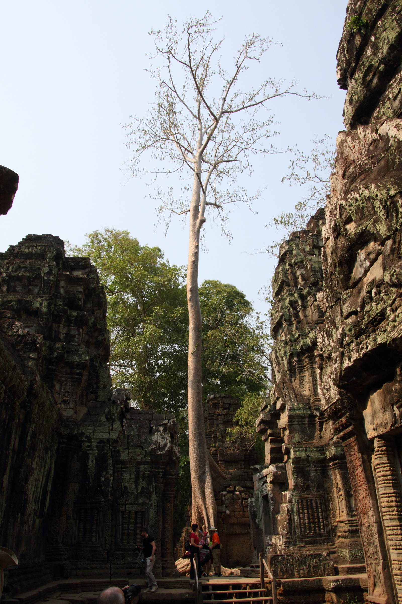 Afficher le média tetrameles_nudiflora5md tetrameles_nudiflora5md