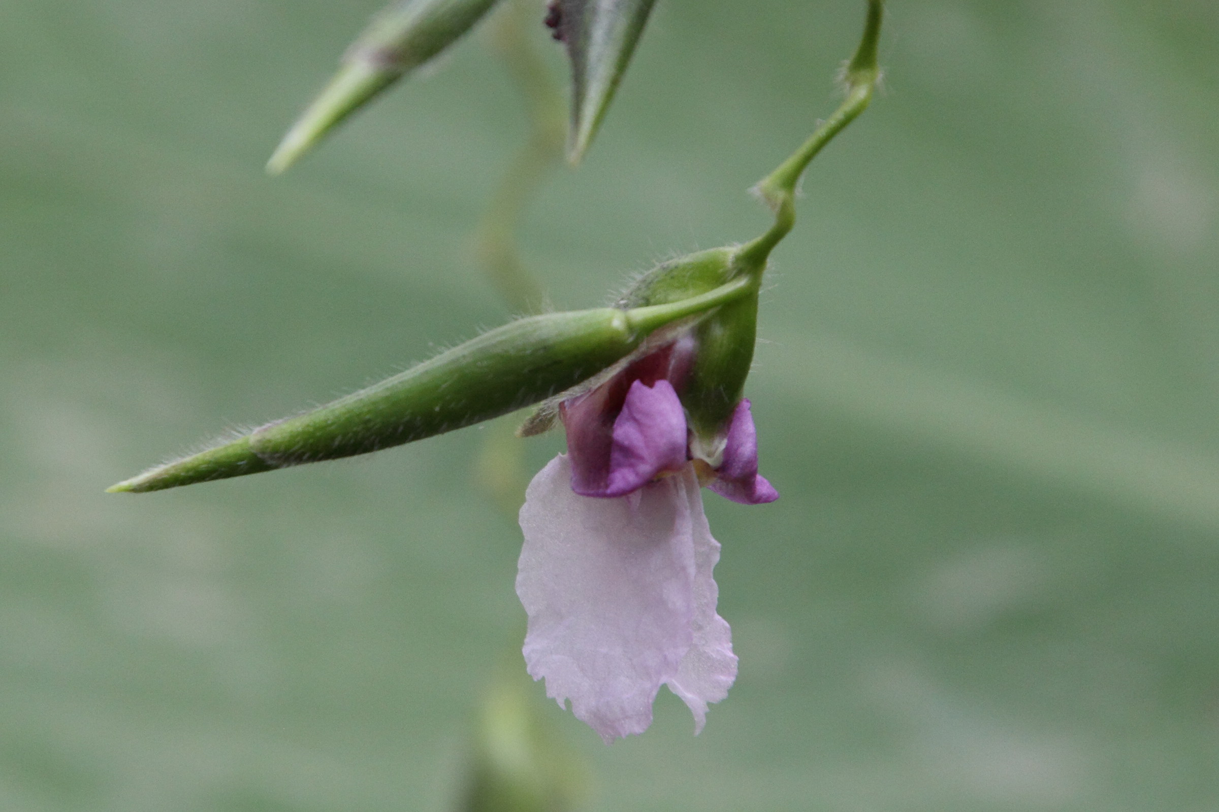 thalia_geniculata4md