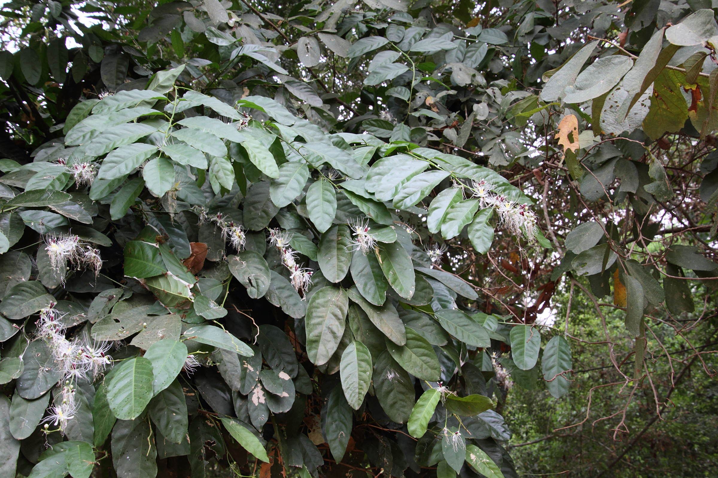 capparis_micracantha1md