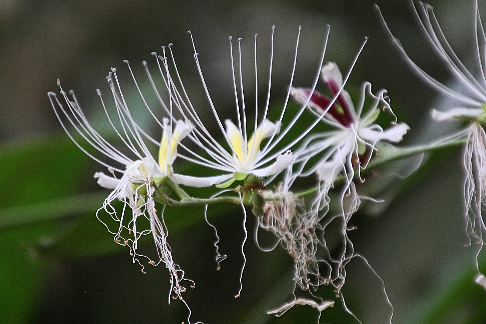 capparis_micracantha3md