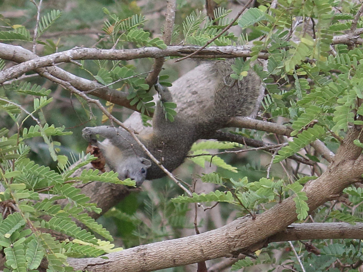 callosciurus_finlaysonii1bd