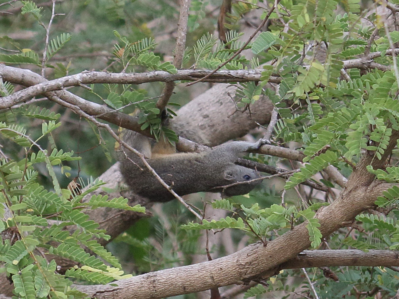 callosciurus_finlaysonii2bd