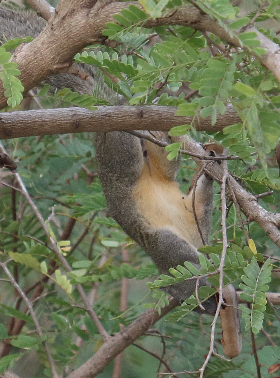 callosciurus_finlaysonii3bd