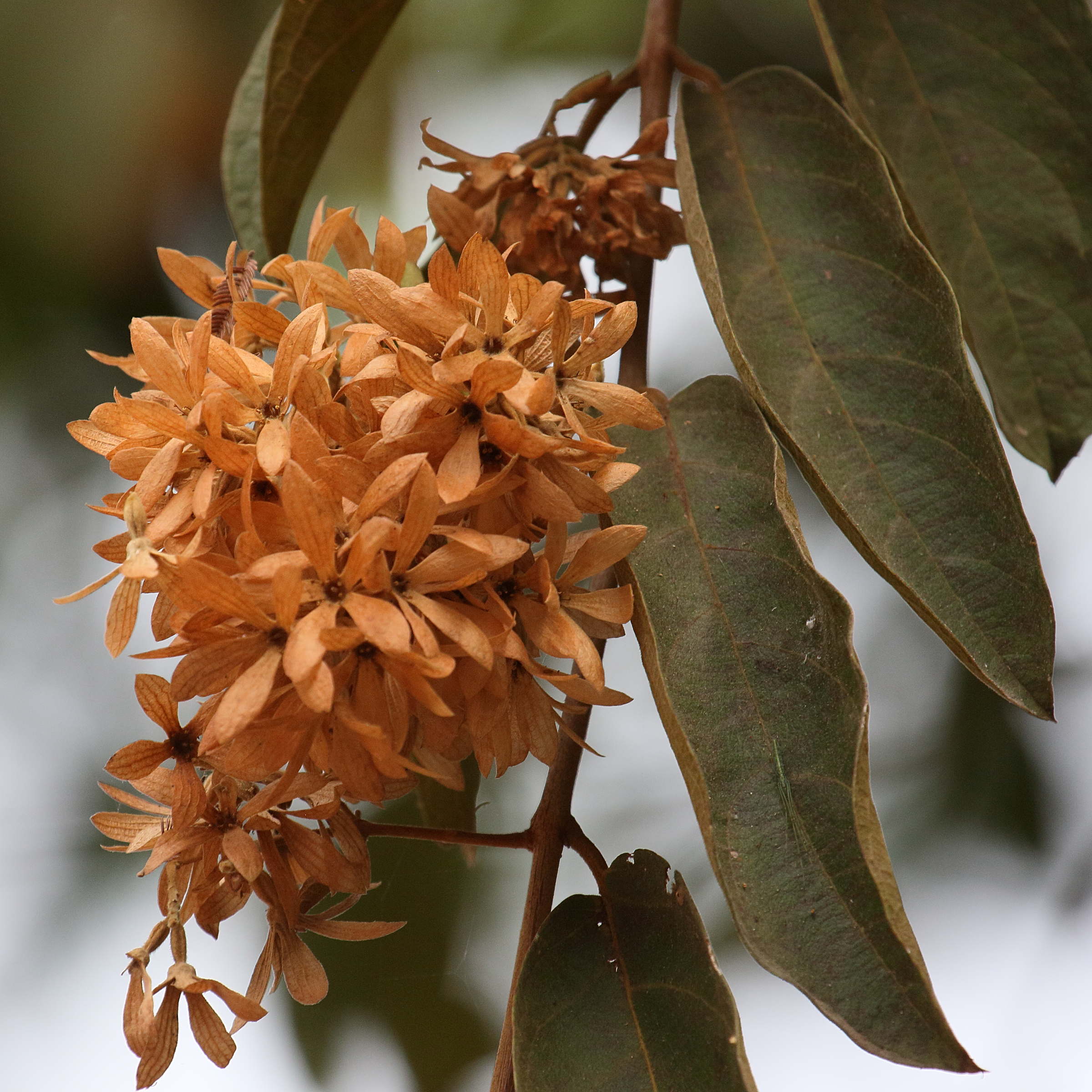 Afficher le média calycopteris_floribunda3bd calycopteris_floribunda3bd