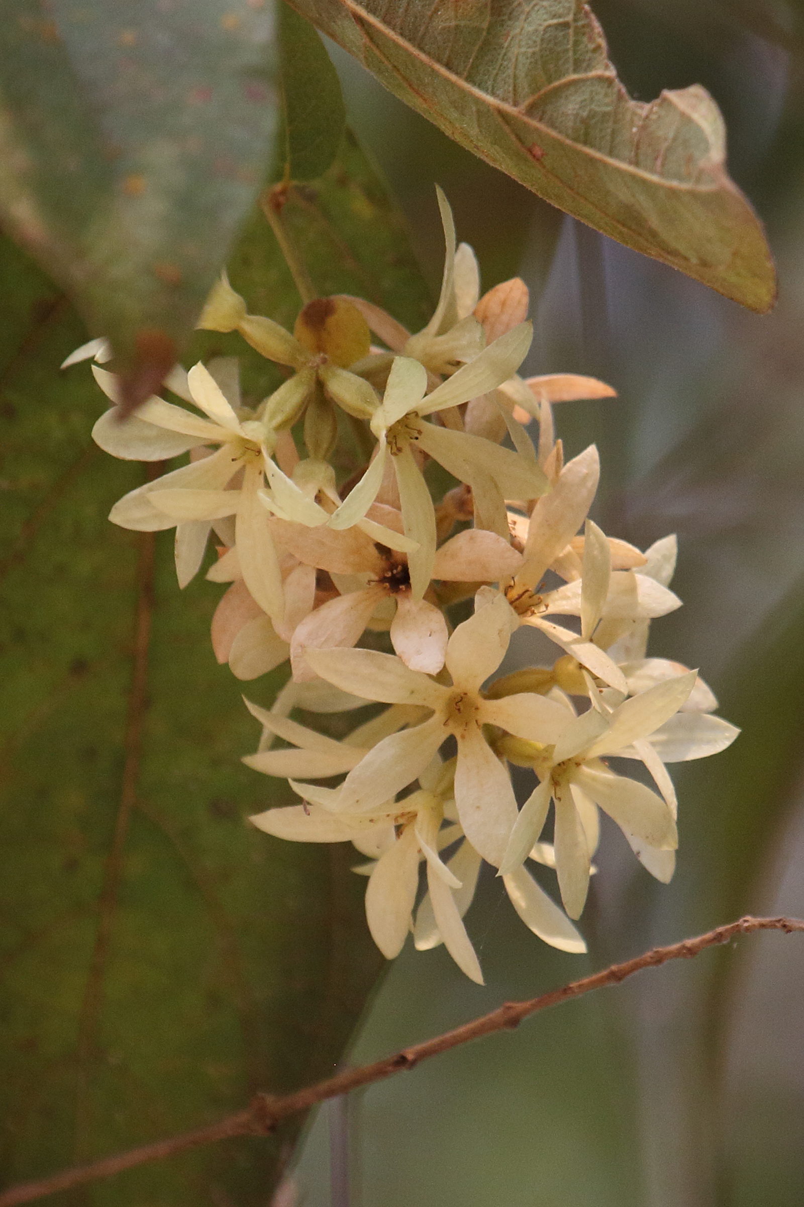 Afficher le média calycopteris_floribunda4bd calycopteris_floribunda4bd