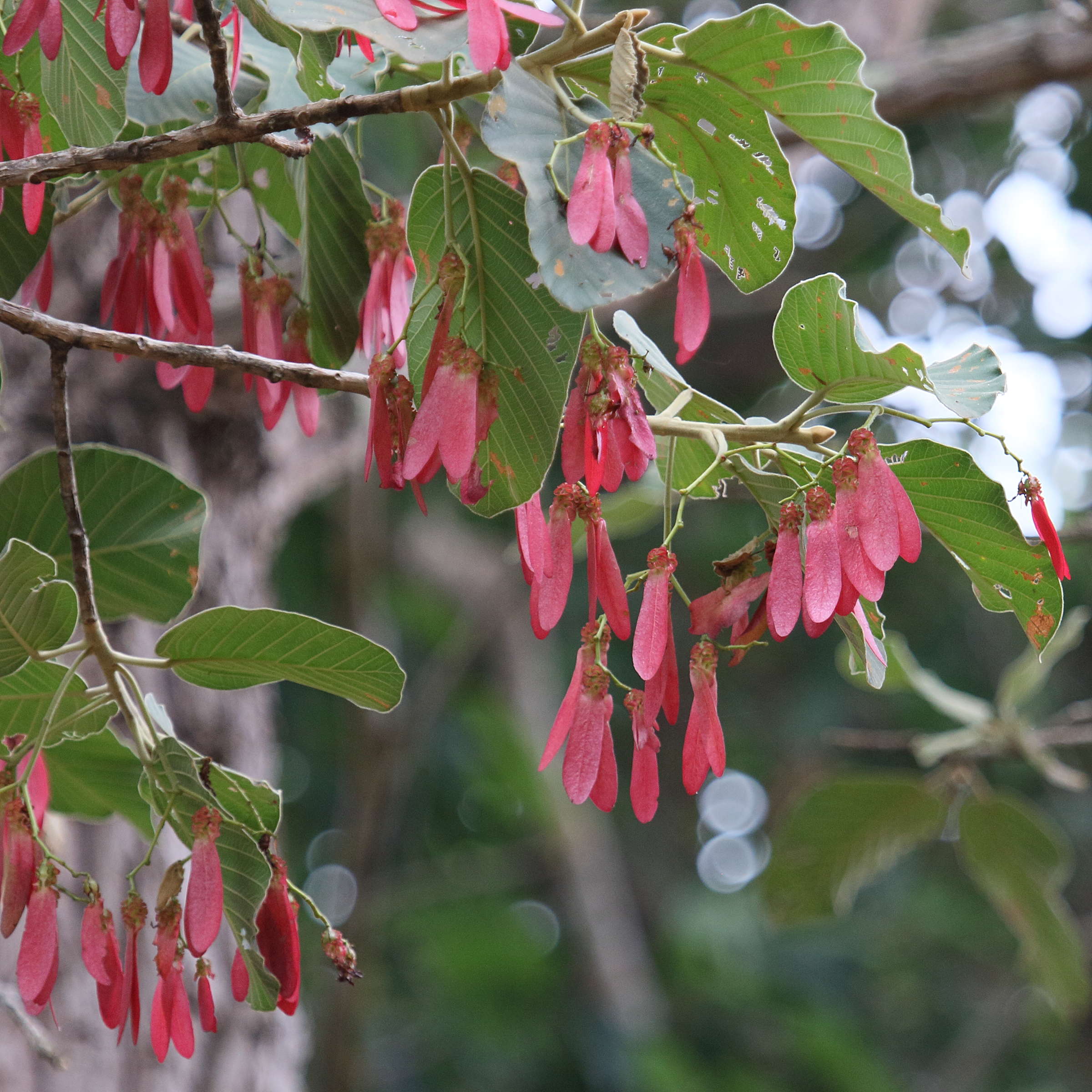 Afficher le média dipterocarpus_intricatus1bd dipterocarpus_intricatus1bd