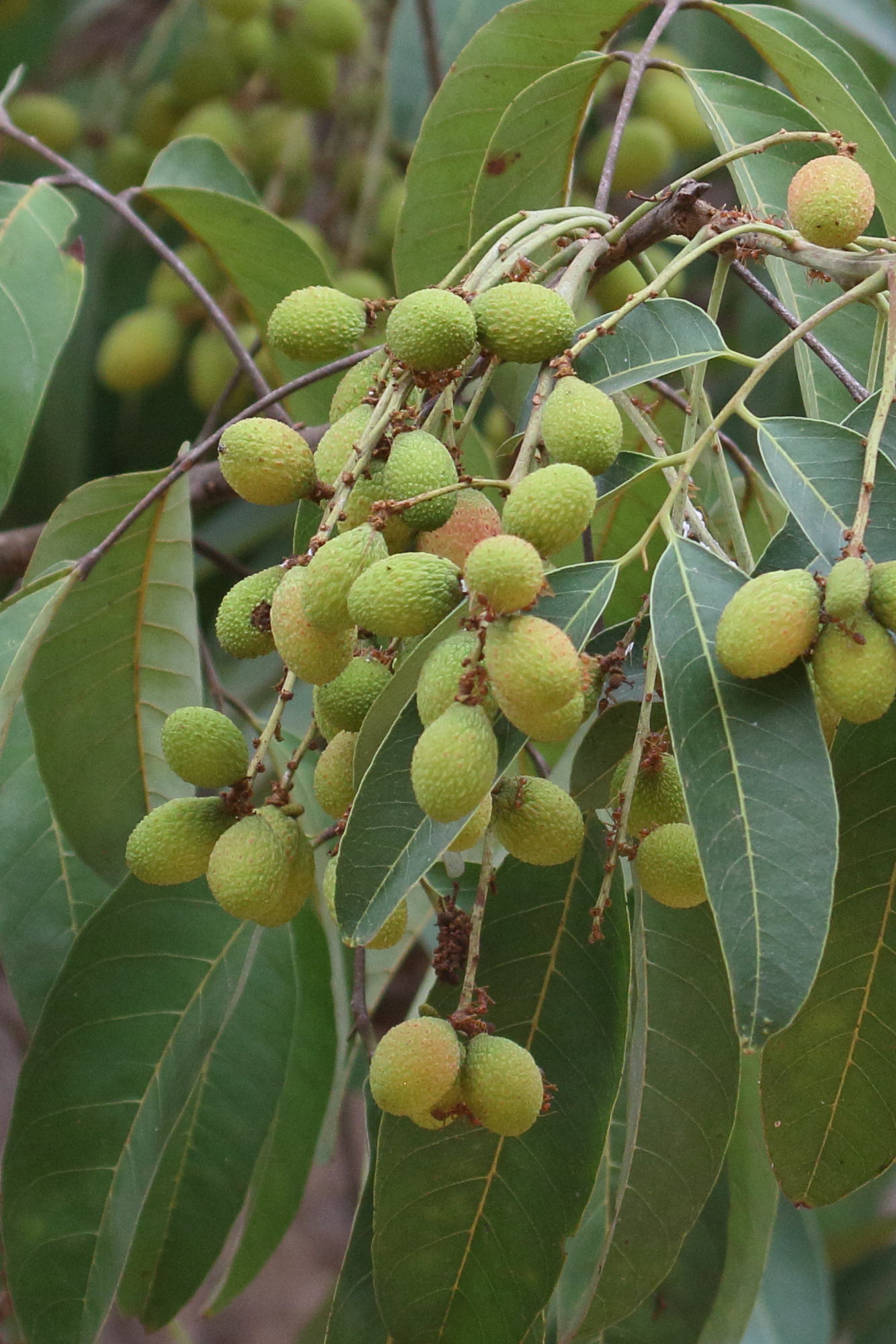 nephelium_hypoleucum1bd