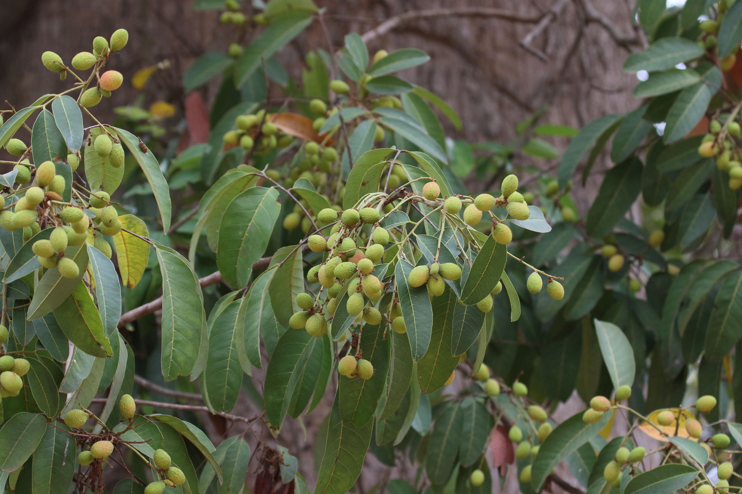 nephelium_hypoleucum2bd