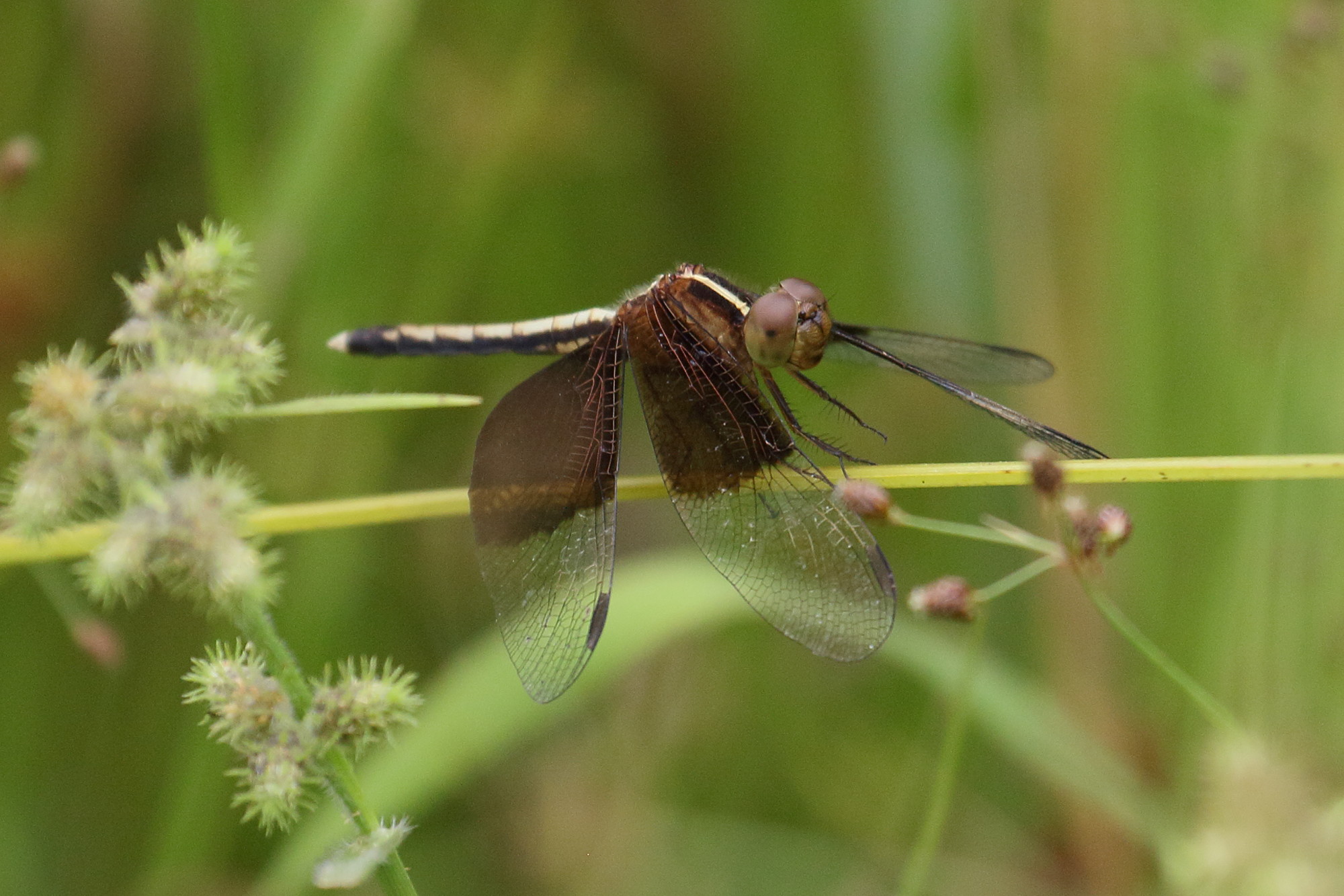 neurothemis_tullia1bd