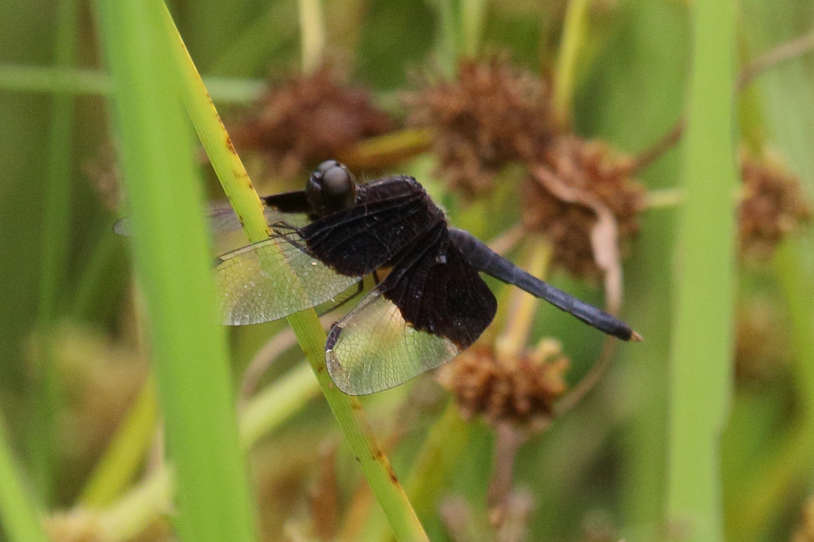 neurothemis_tullia2bd