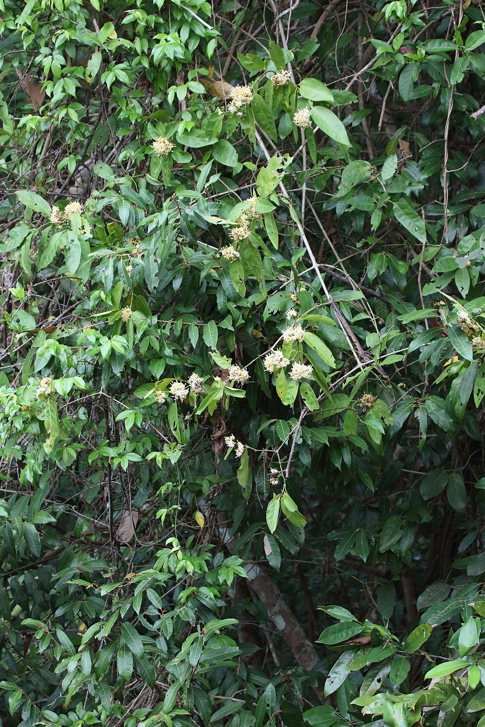 Afficher le média oxyceros_horridus1bd oxyceros_horridus1bd