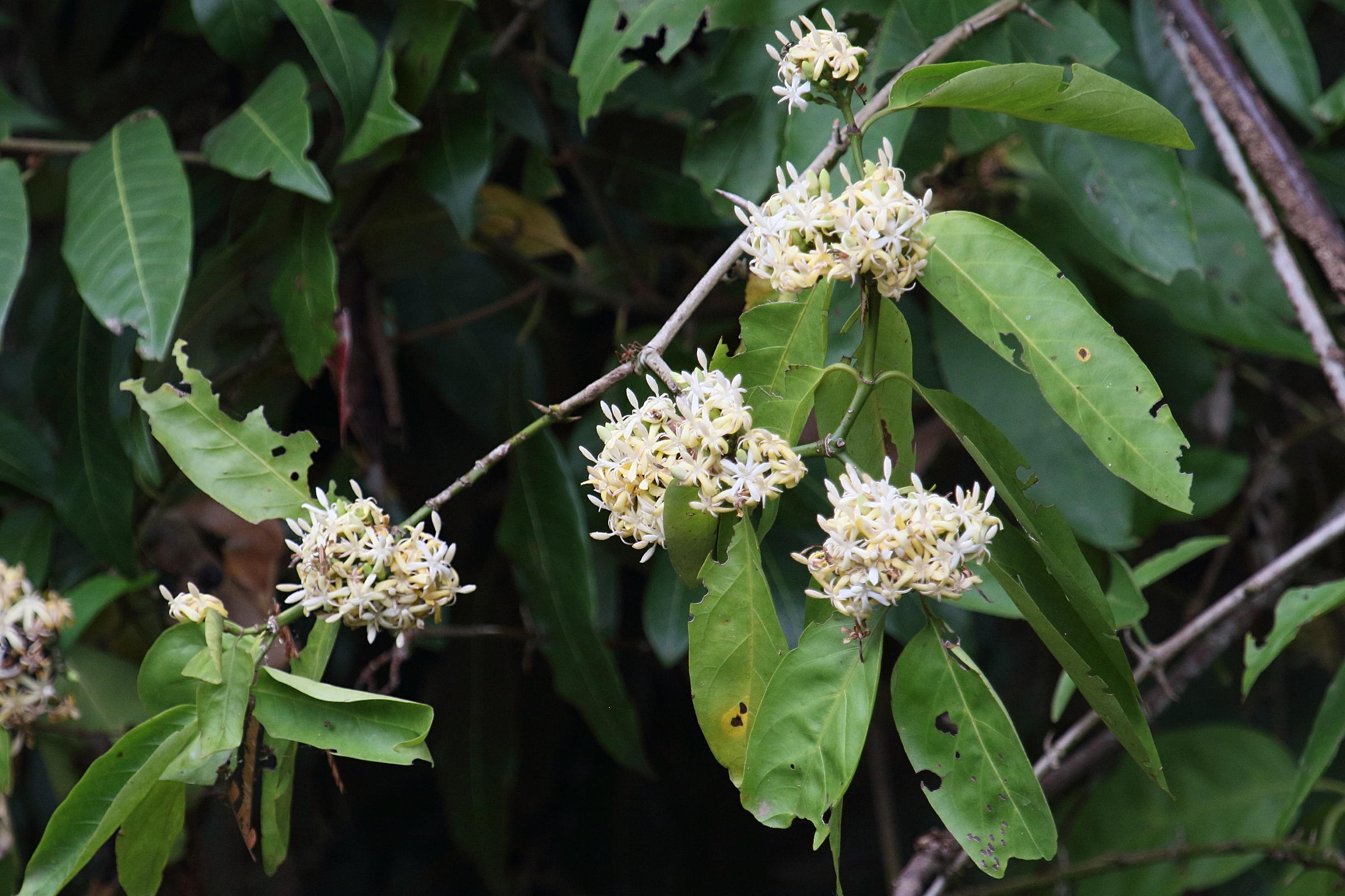 Afficher le média oxyceros_horridus2bd oxyceros_horridus2bd