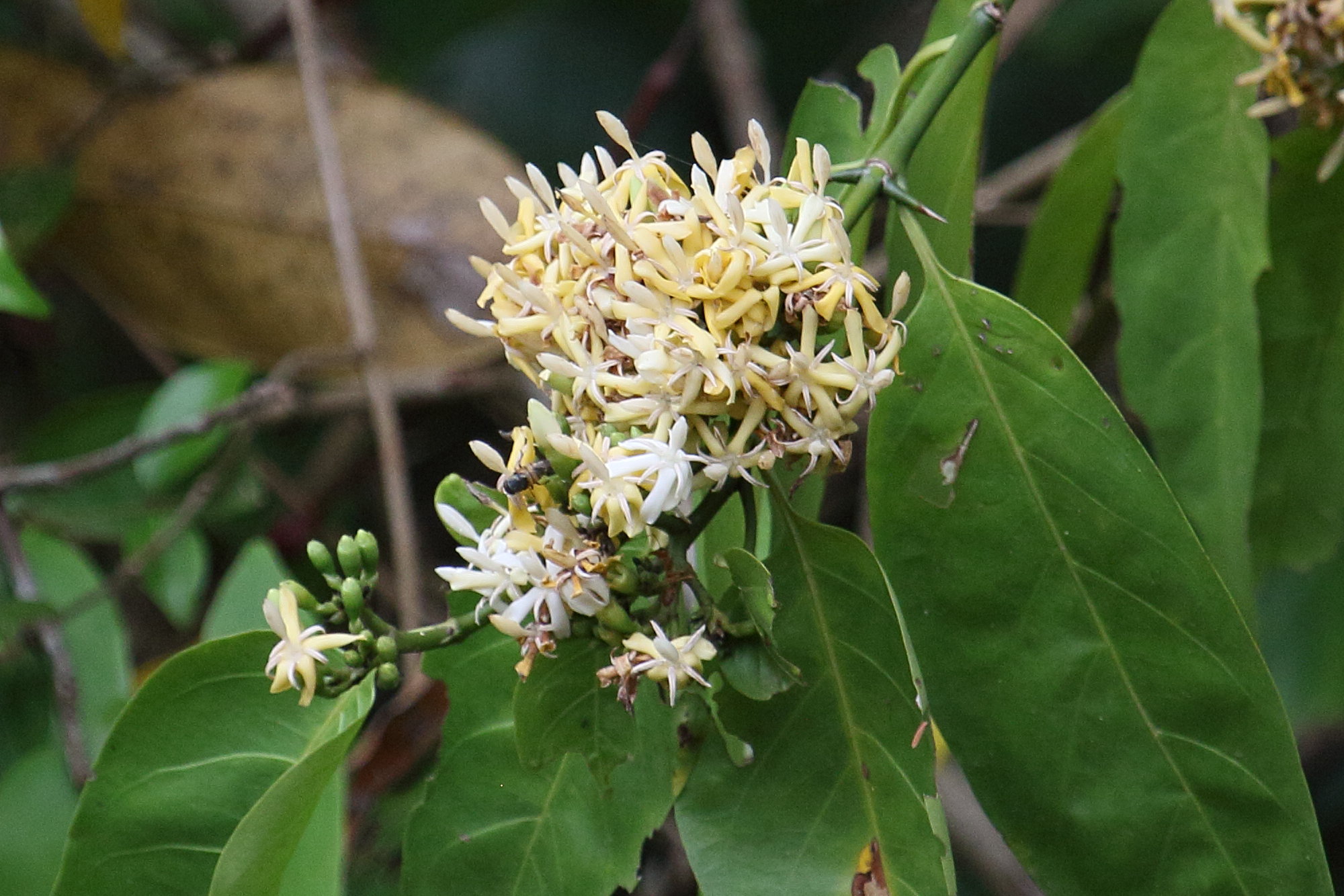 Afficher le média oxyceros_horridus3bd oxyceros_horridus3bd