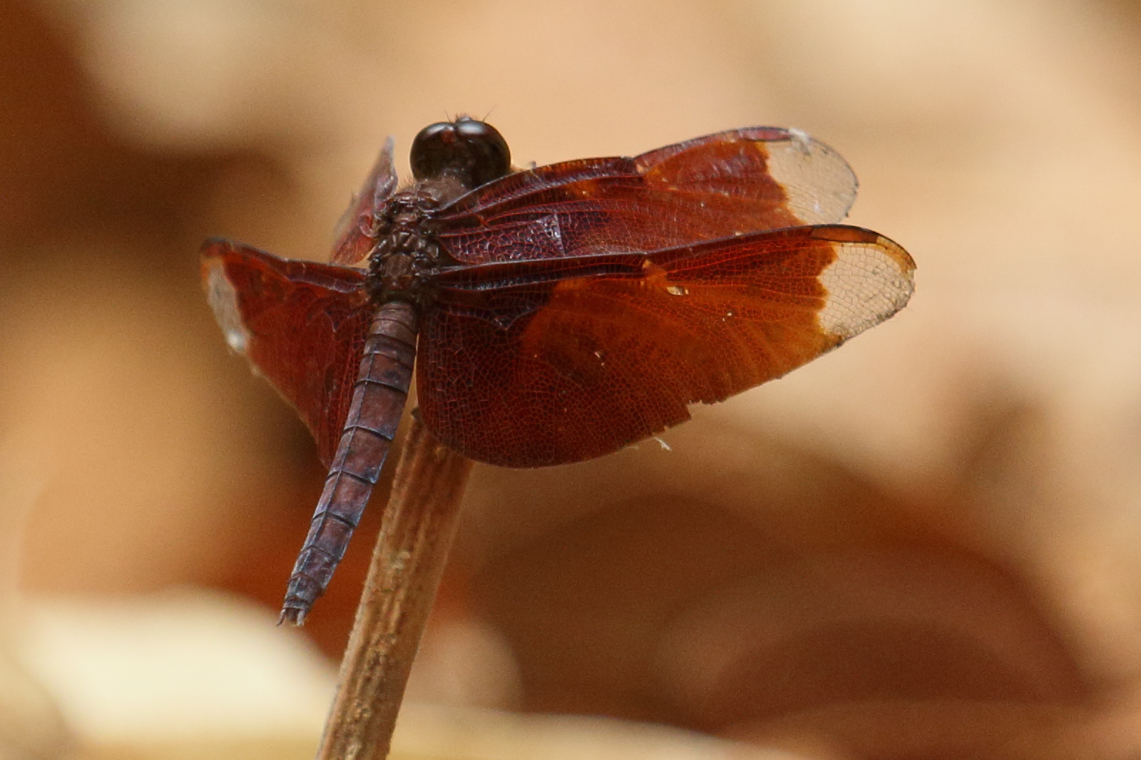 neurothemis_fulvia3bd