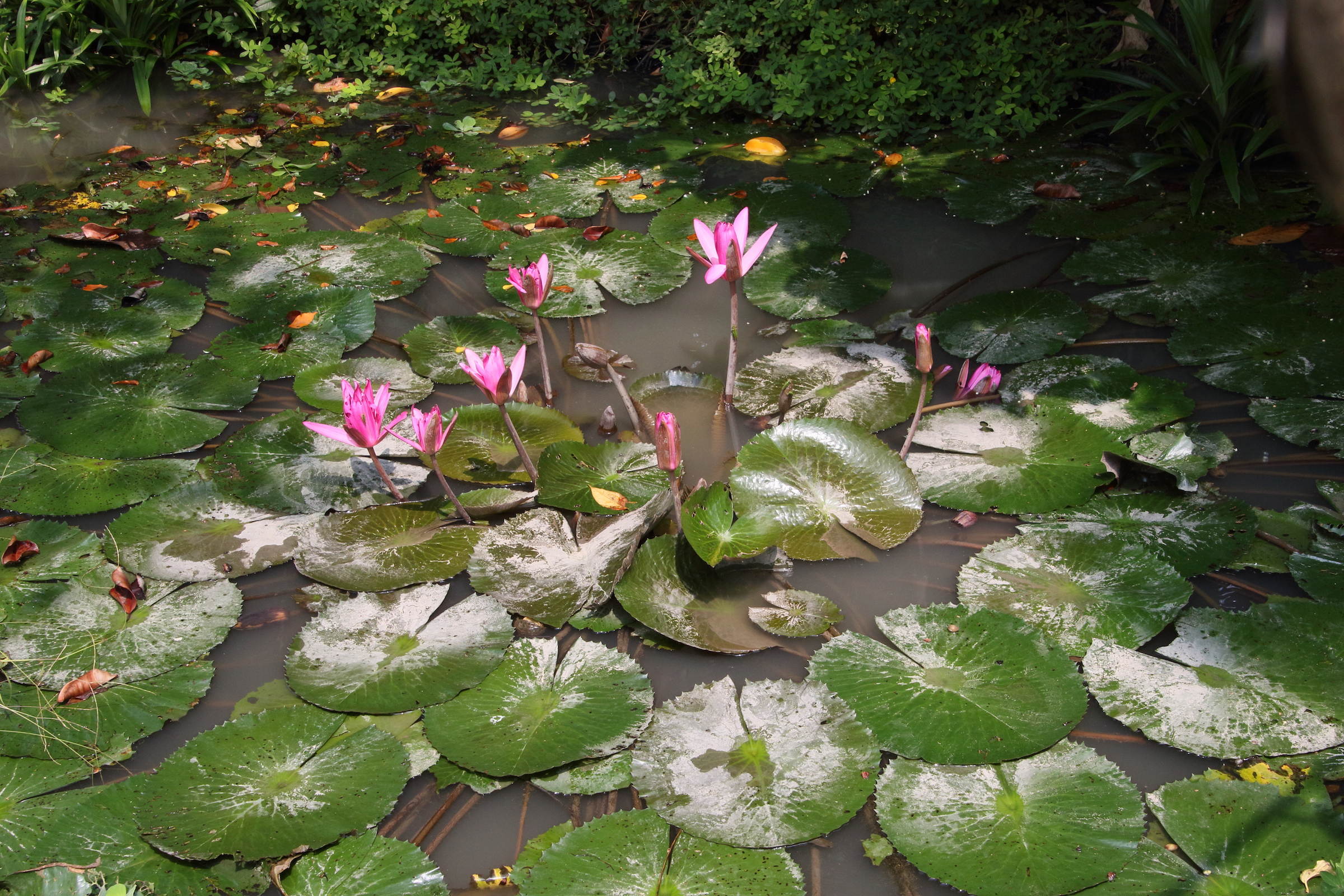 nymphaea_nouchali1md