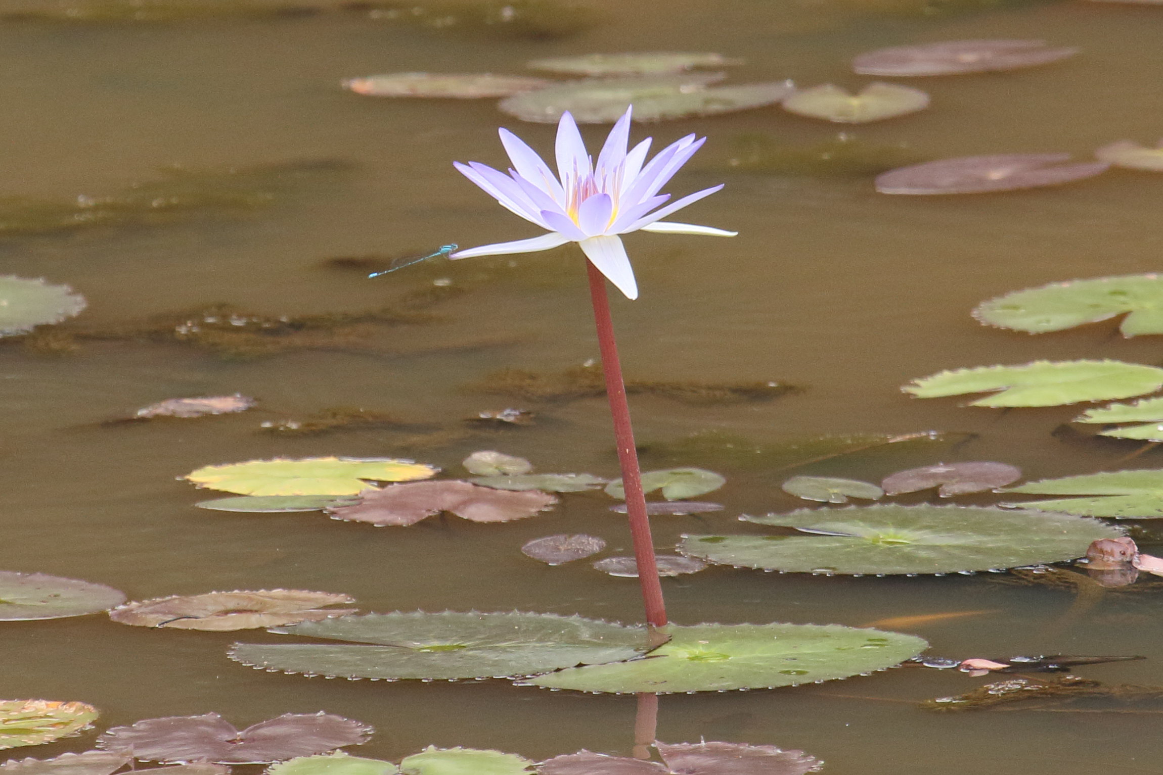 nymphaea_nouchali2bd