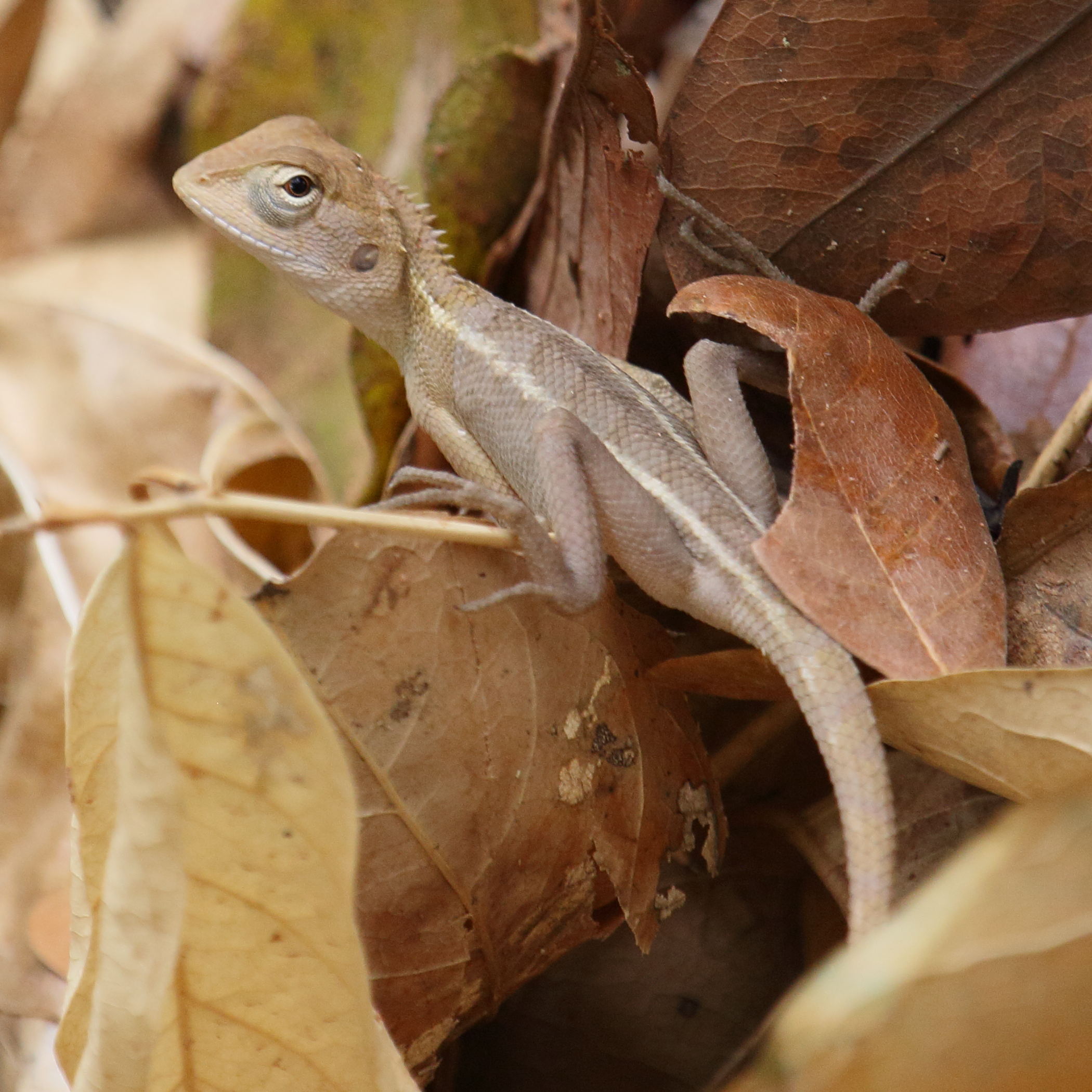 calotes_versicolor9bd