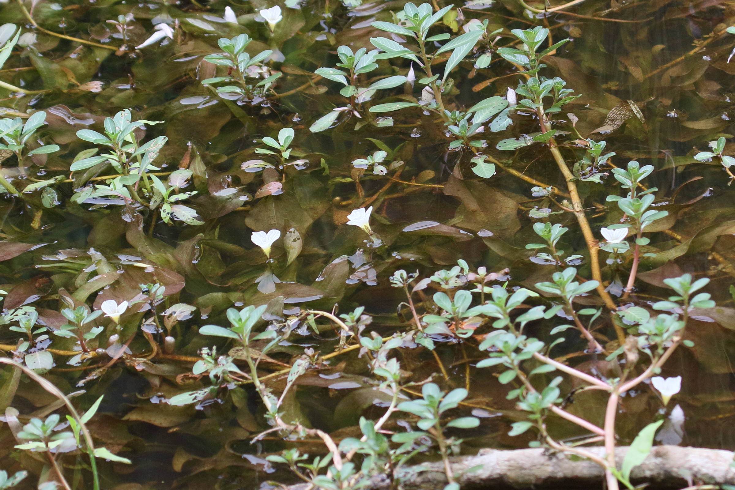 ottelia_alismoides1bd