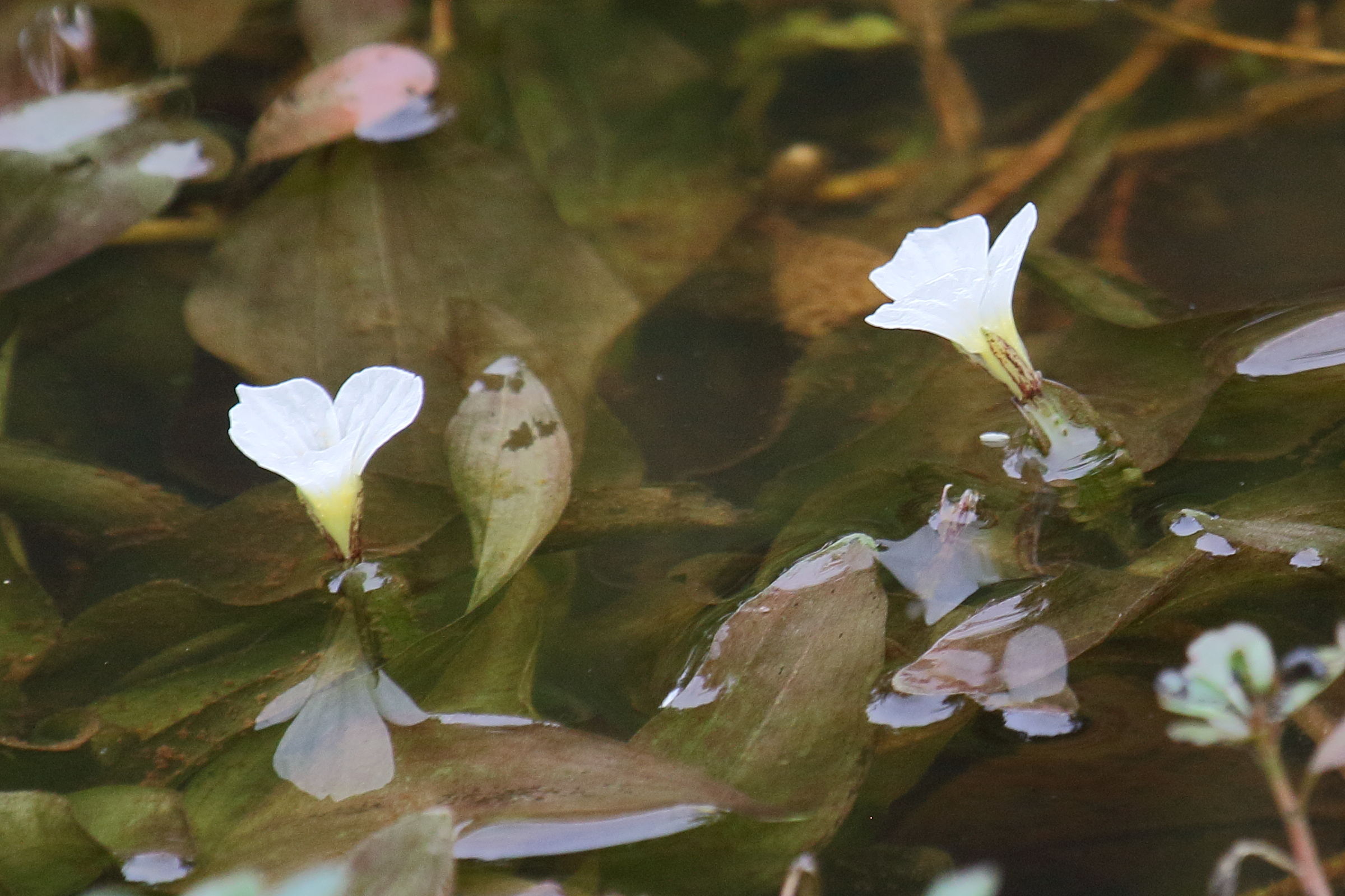 ottelia_alismoides2bd