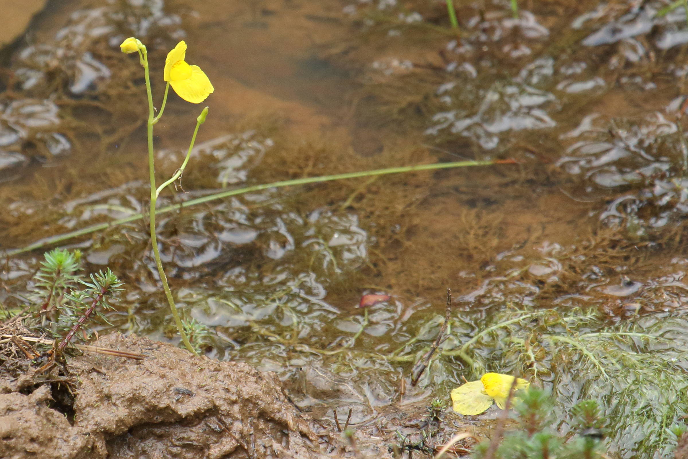 utricularia_aurea1bd