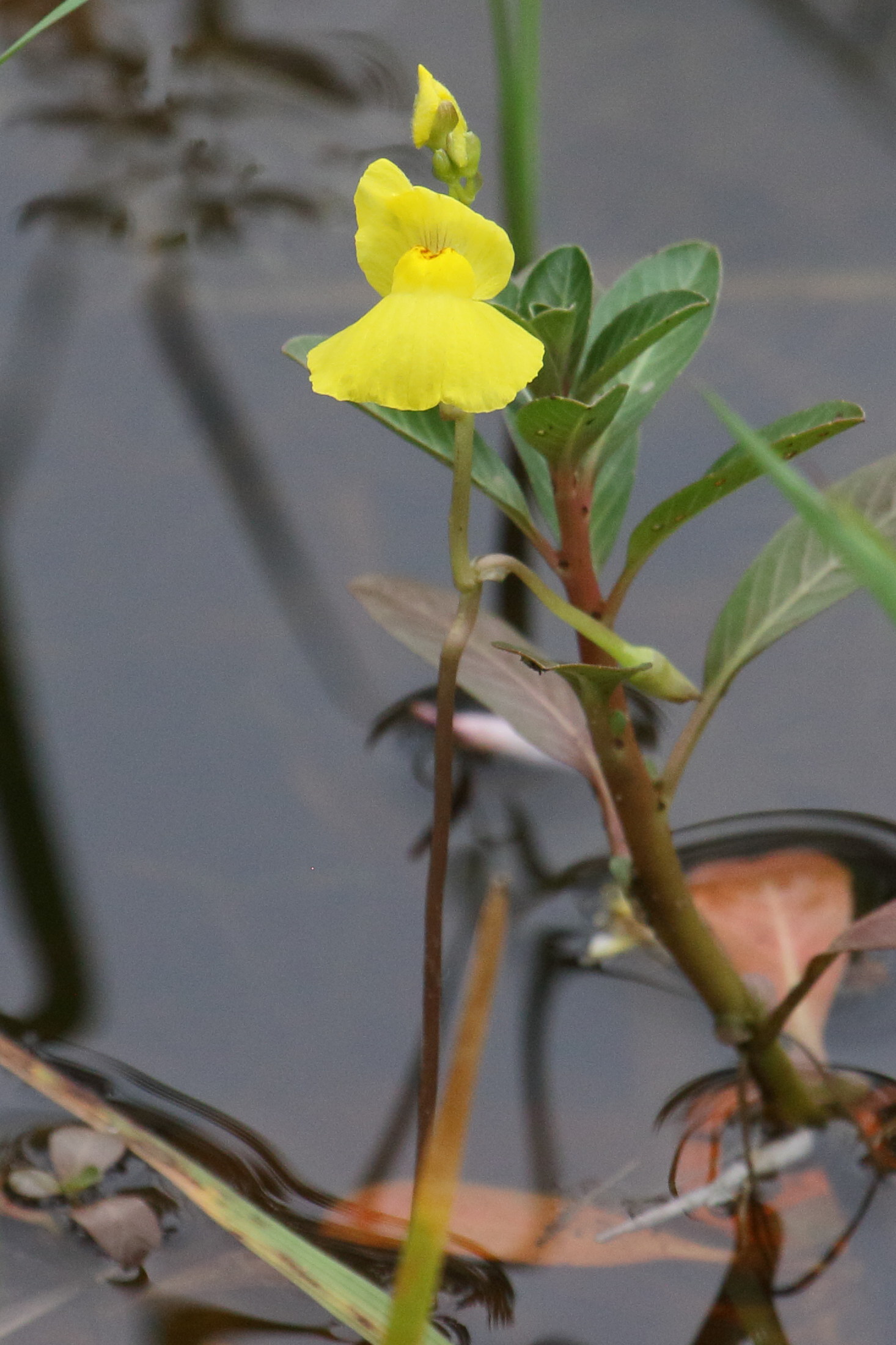 utricularia_aurea2bd