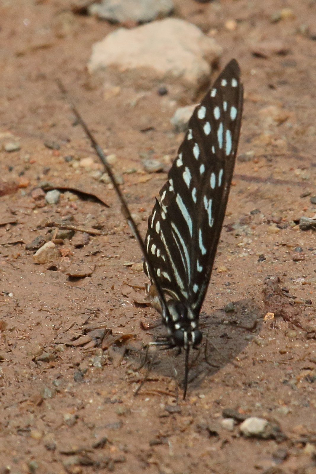 graphium_megarus_megapenthes1bd