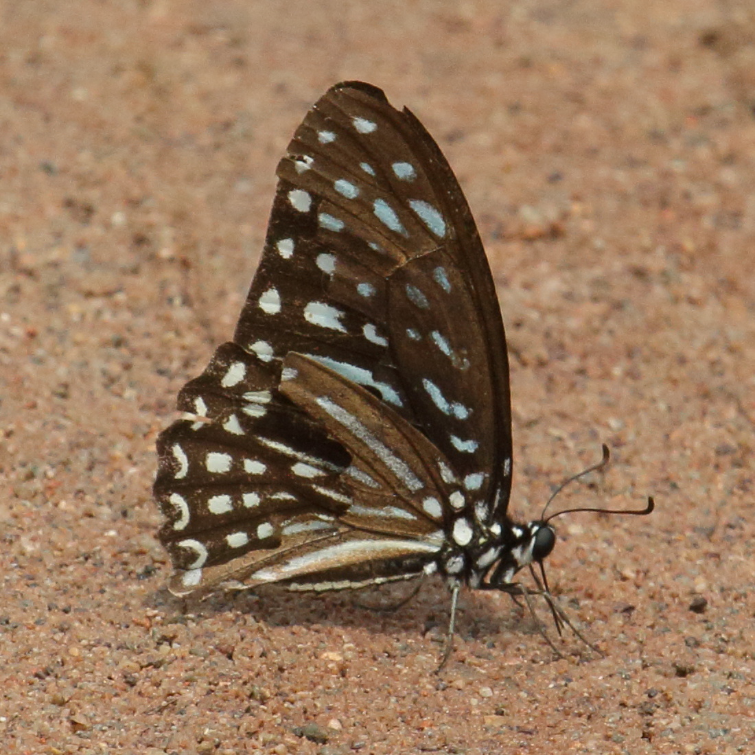 graphium_megarus_megapenthes2bd