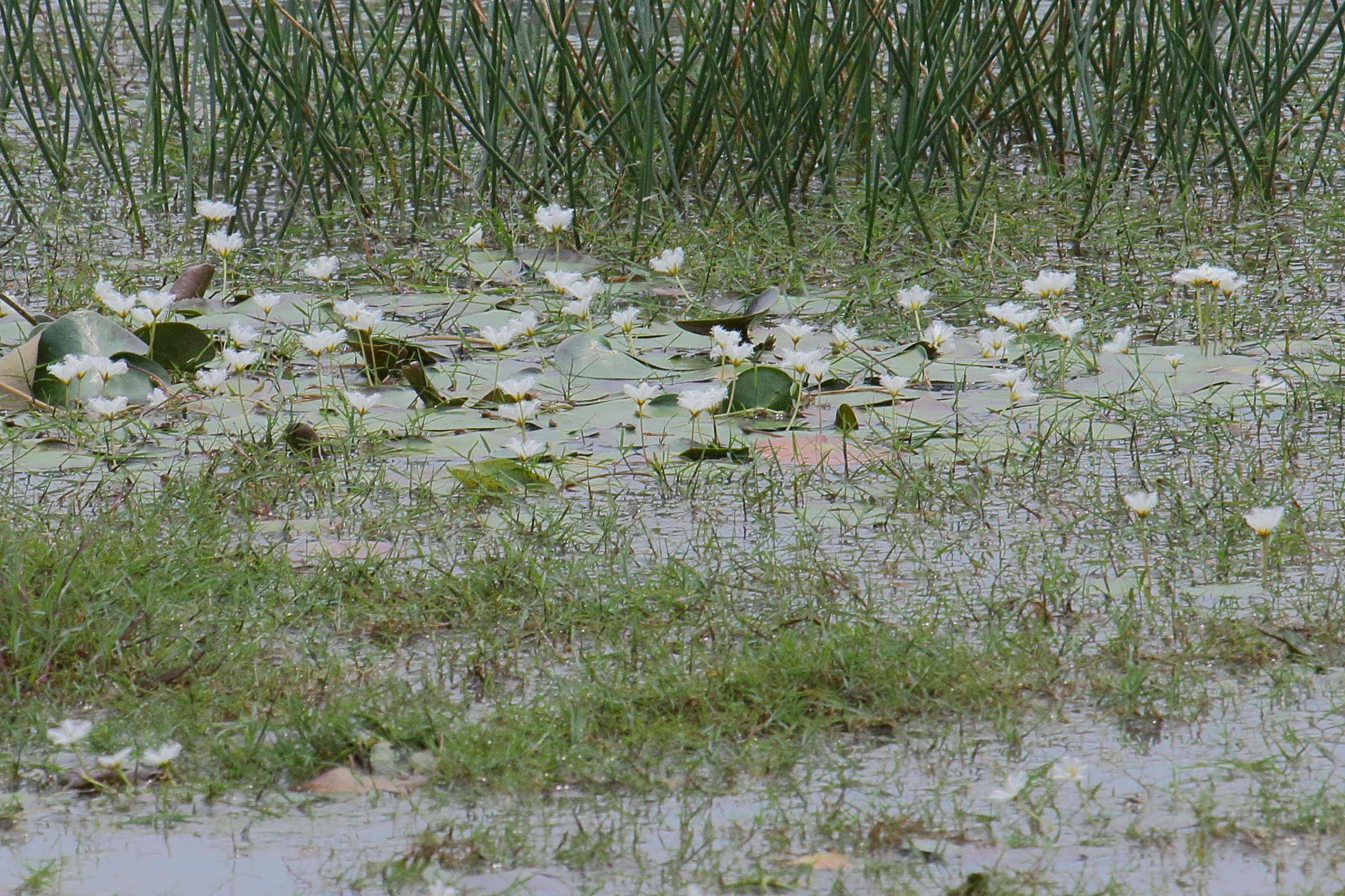 Afficher le média nymphoides_indica3bd nymphoides_indica3bd