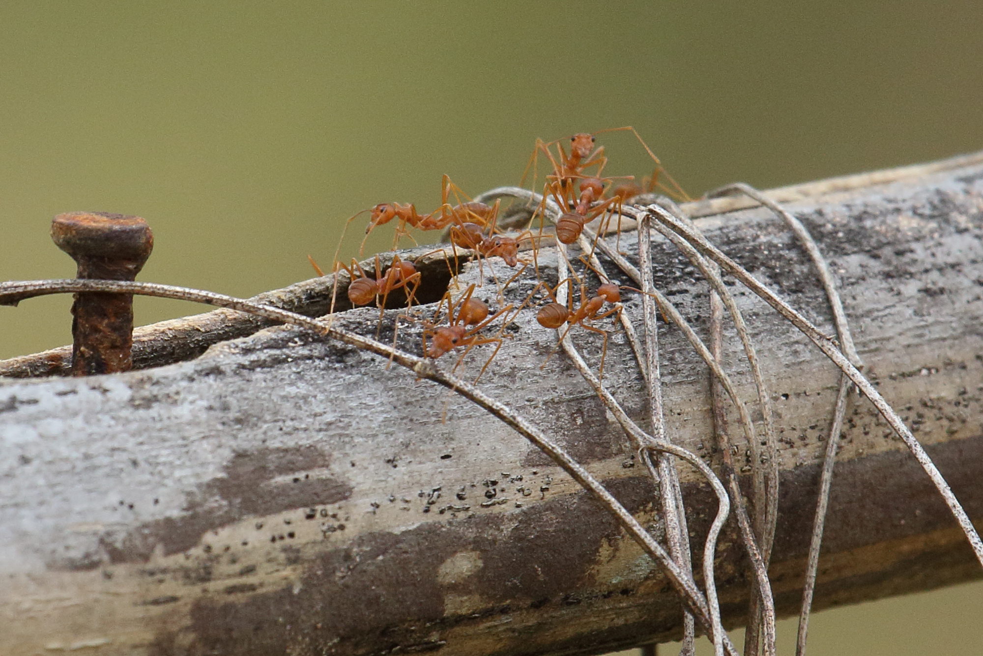 oecophylla_smaragdina3bd