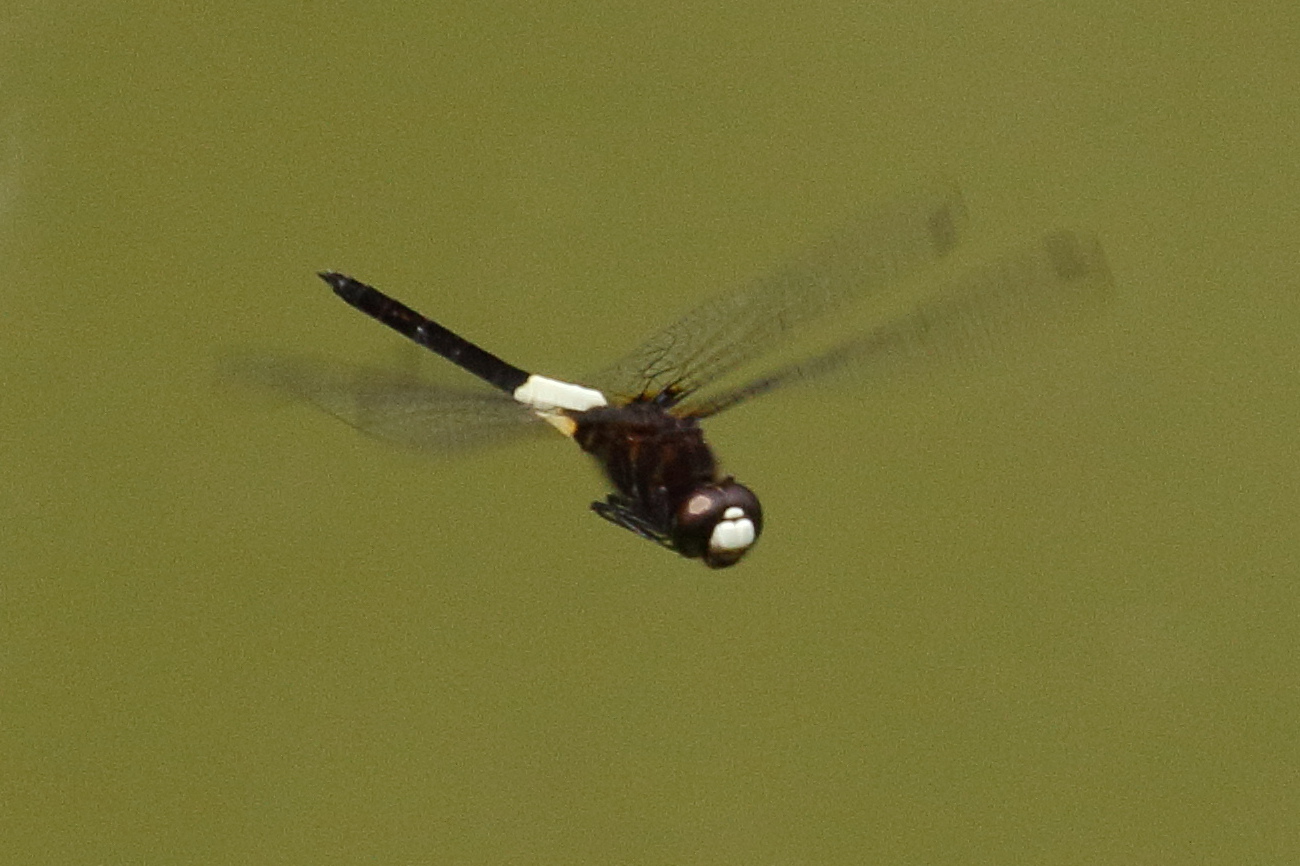 pseudothemis_jorina1bd