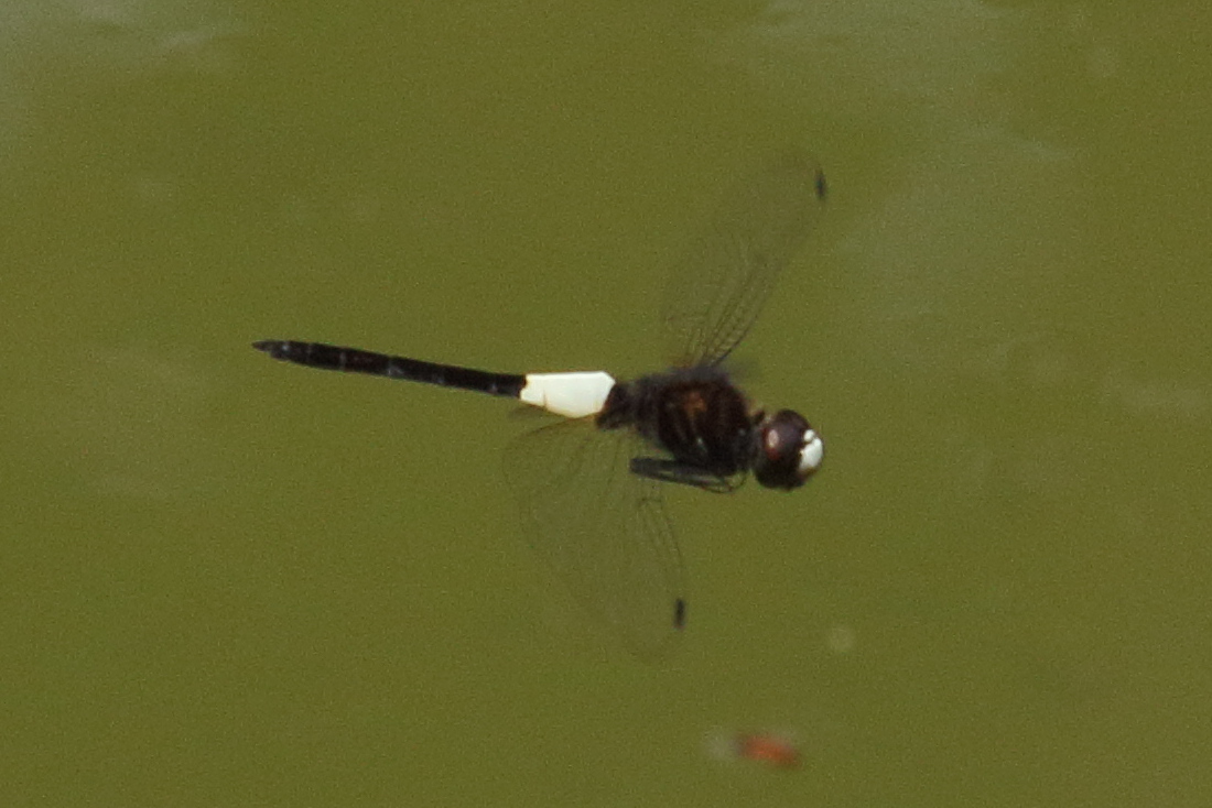 pseudothemis_jorina2bd
