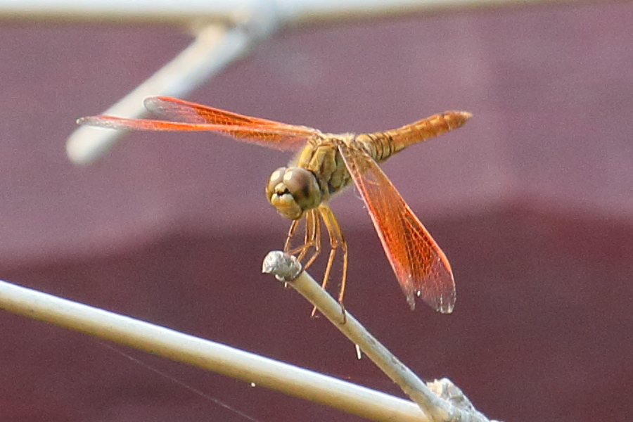 brachythemis_contaminata2bd