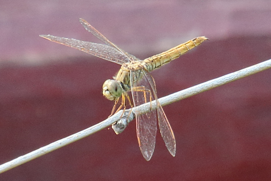 brachythemis_contaminata3bd