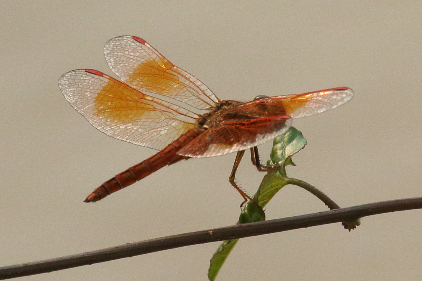 brachythemis_contaminata4bd