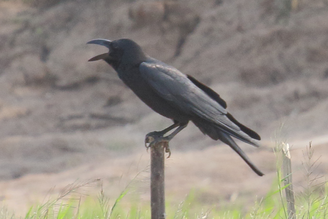 Afficher le média corvus_macrorhynchos2bd corvus_macrorhynchos2bd