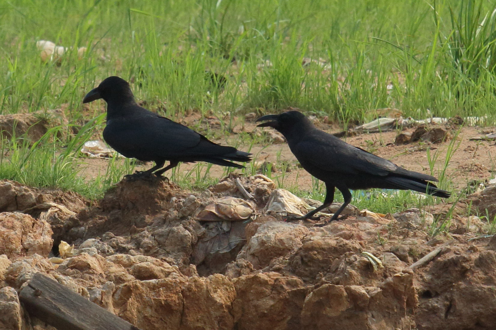 Afficher le média corvus_macrorhynchos3bd corvus_macrorhynchos3bd