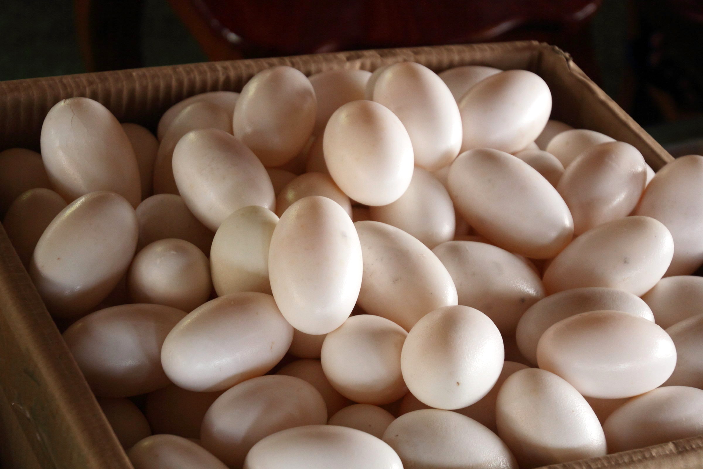 crocodylus_siamensis6md