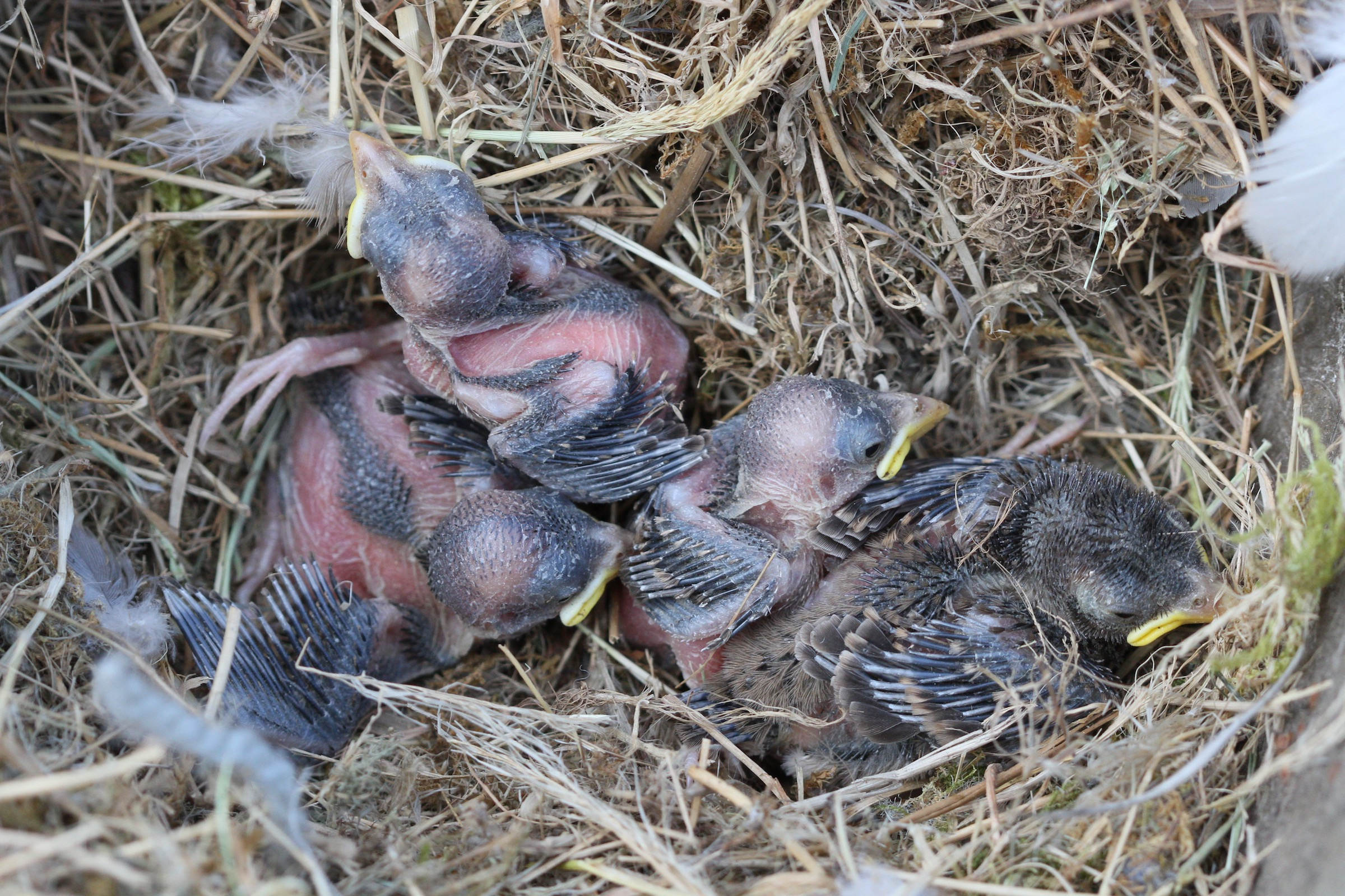 moineau_domestique_-_passer_domesticus6bd