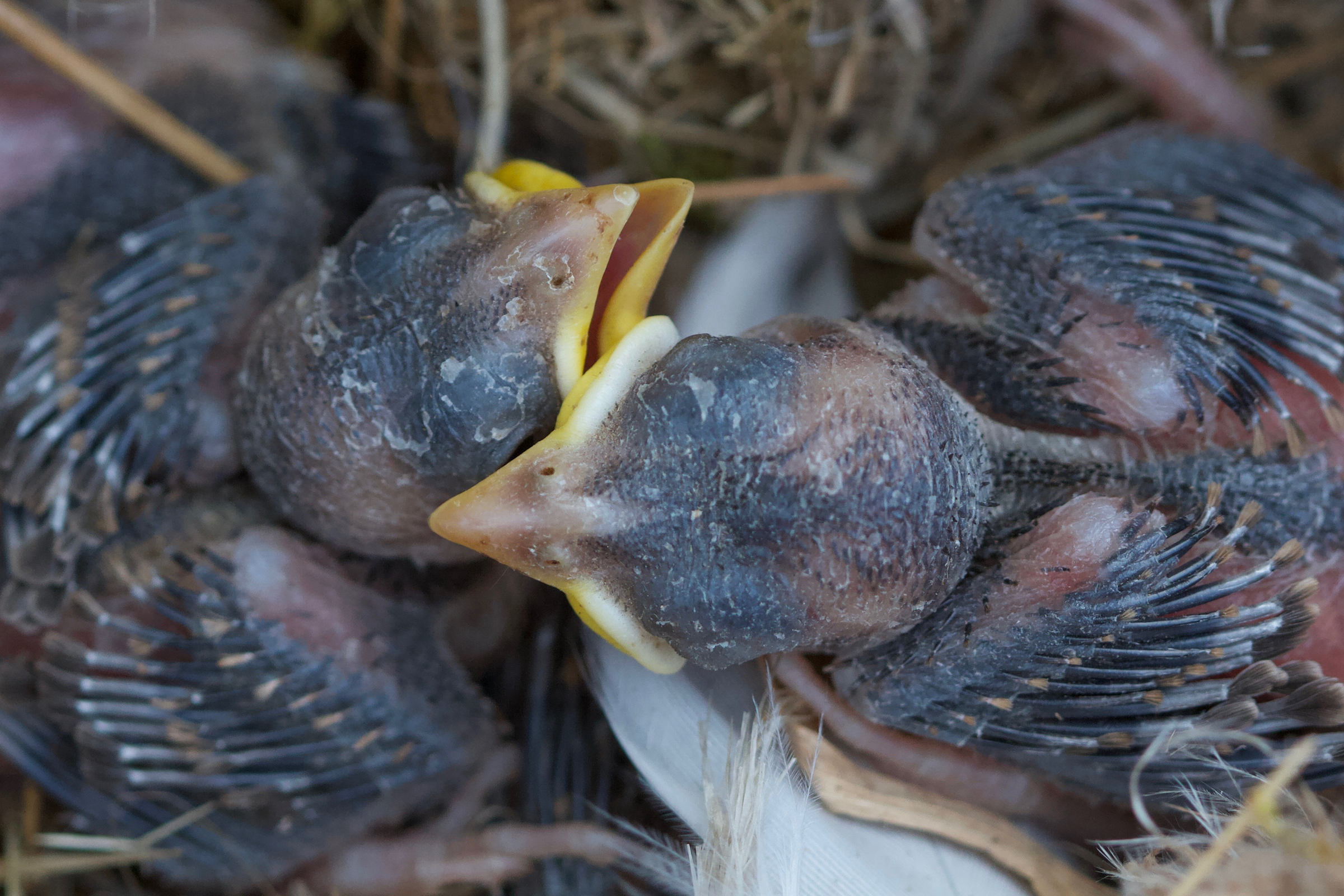 moineau_domestique_-_passer_domesticus7bd