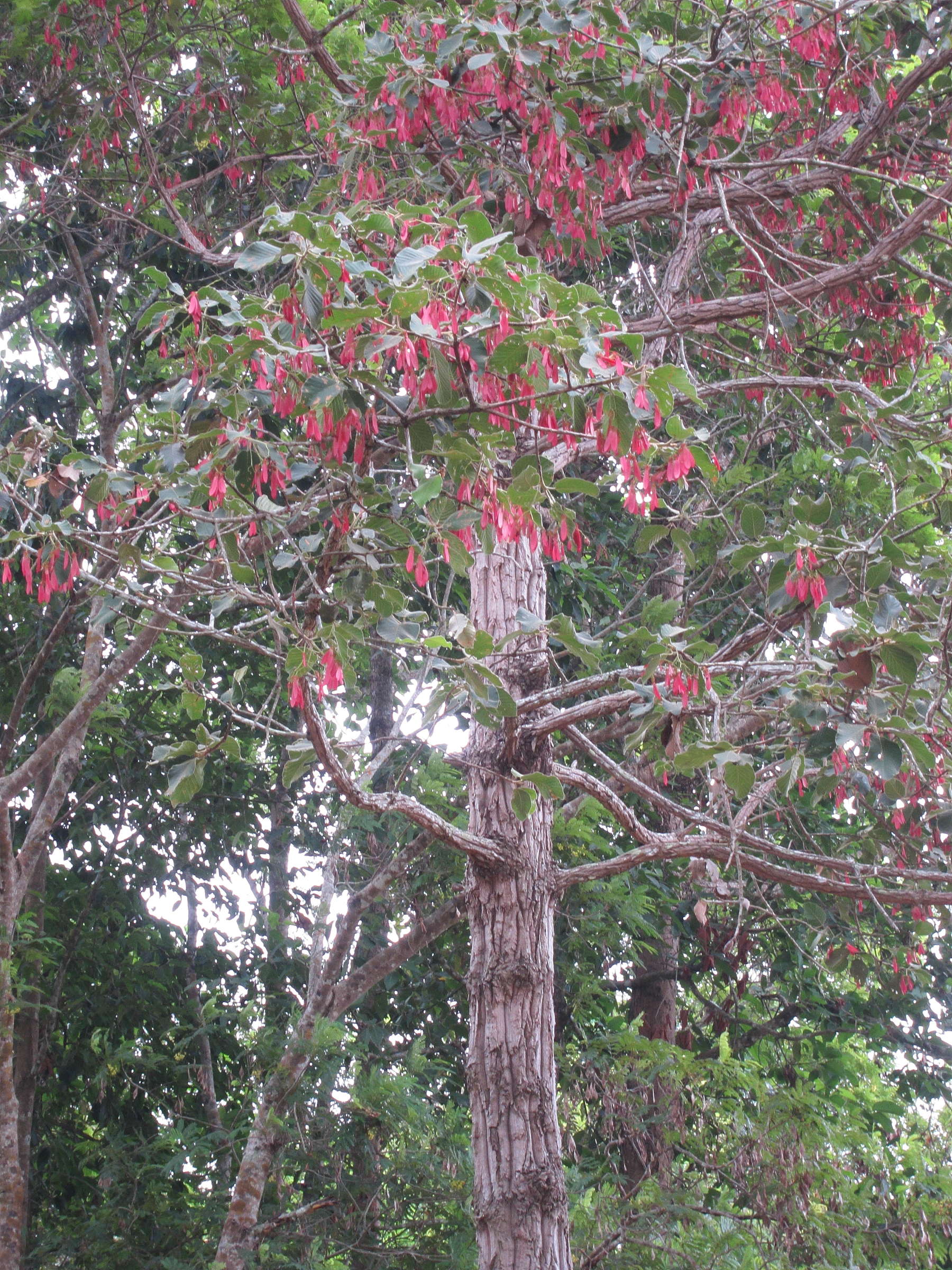 Afficher le média dipterocarpus_intricatus2bd dipterocarpus_intricatus2bd