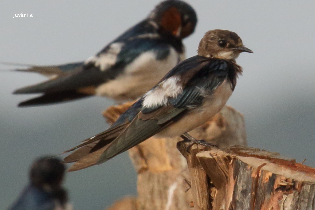 hirondelle_rustique_-_hirundo_rustica7bd