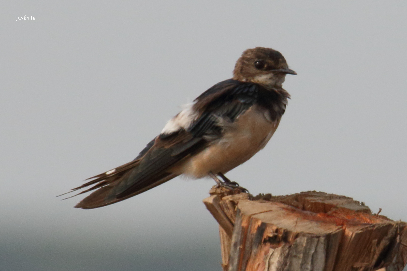 hirondelle_rustique_-_hirundo_rustica8bd
