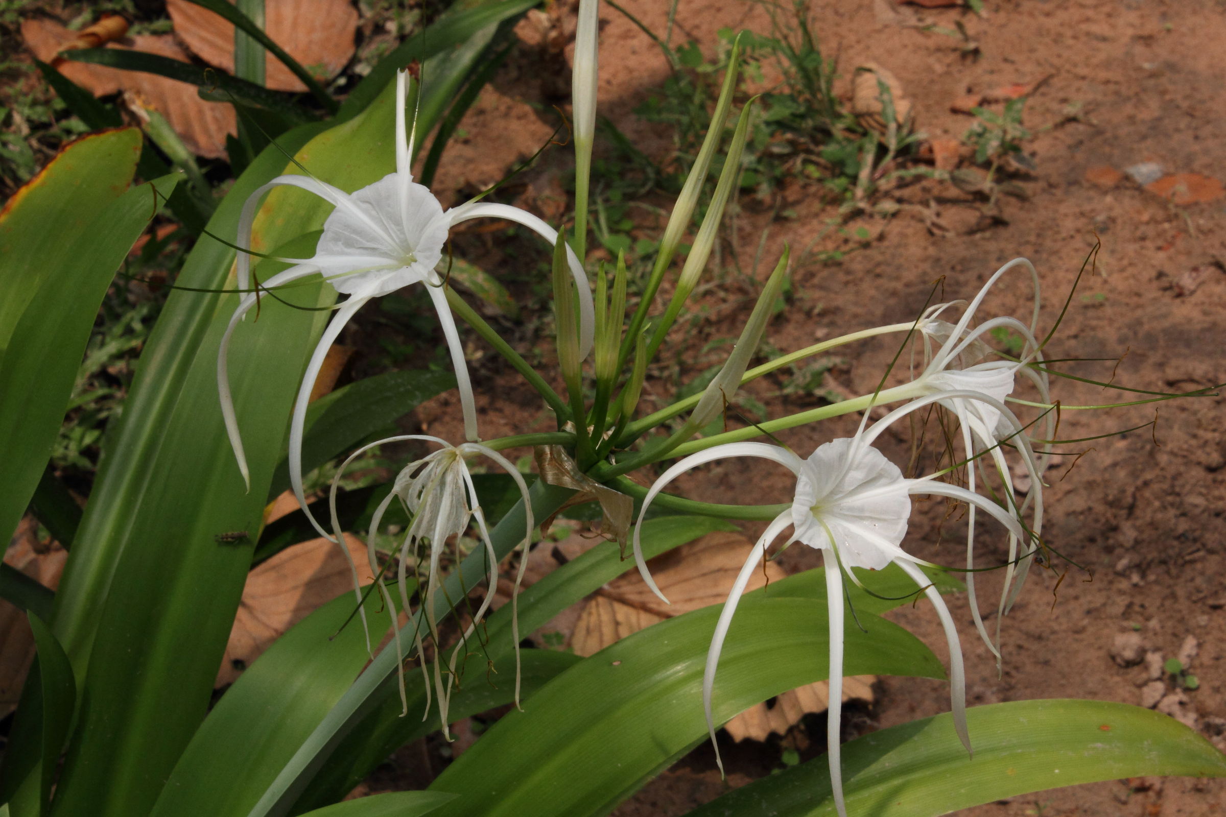 hymenocallis_longipetala3md