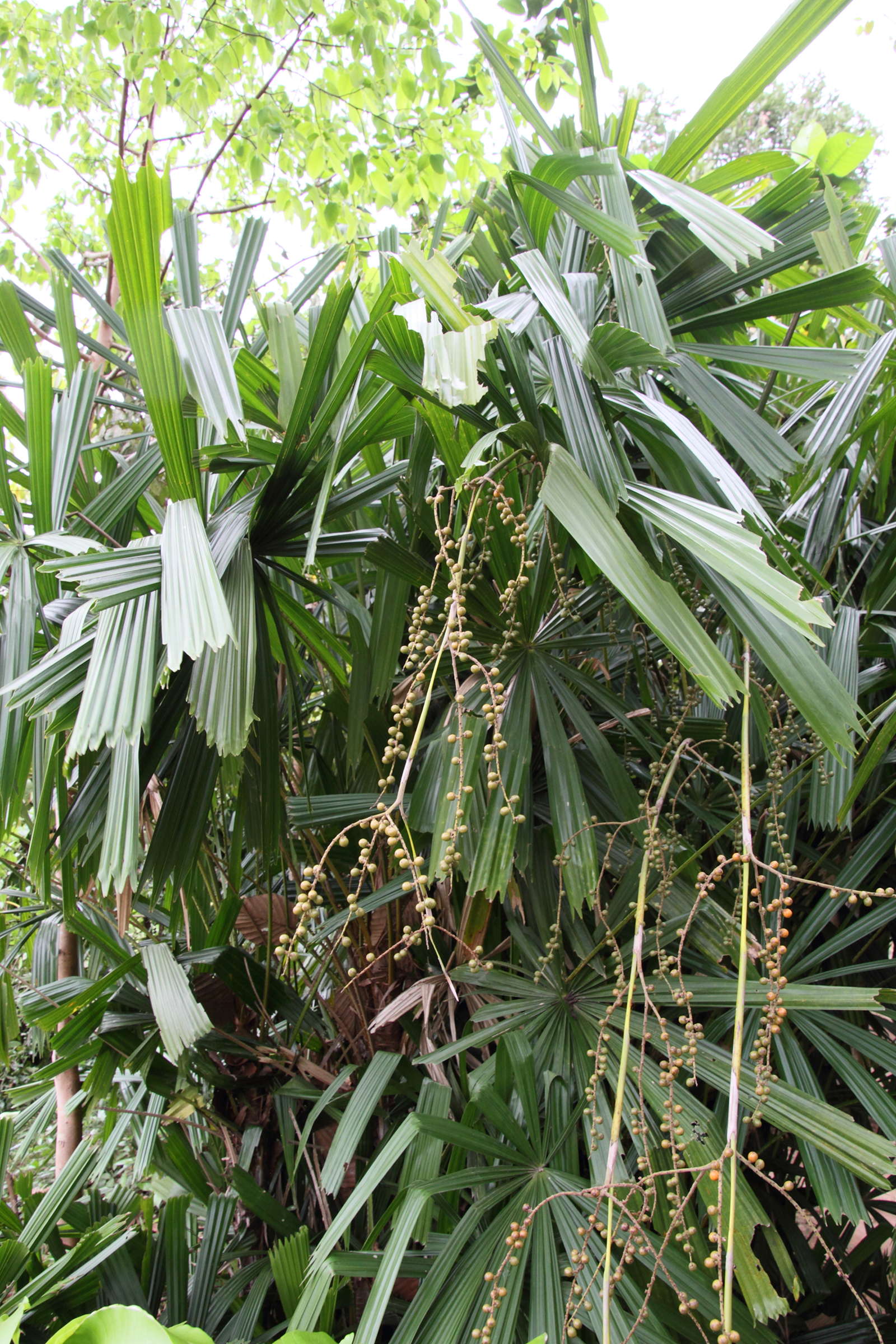 Afficher le média licuala_spinosa5md licuala_spinosa5md