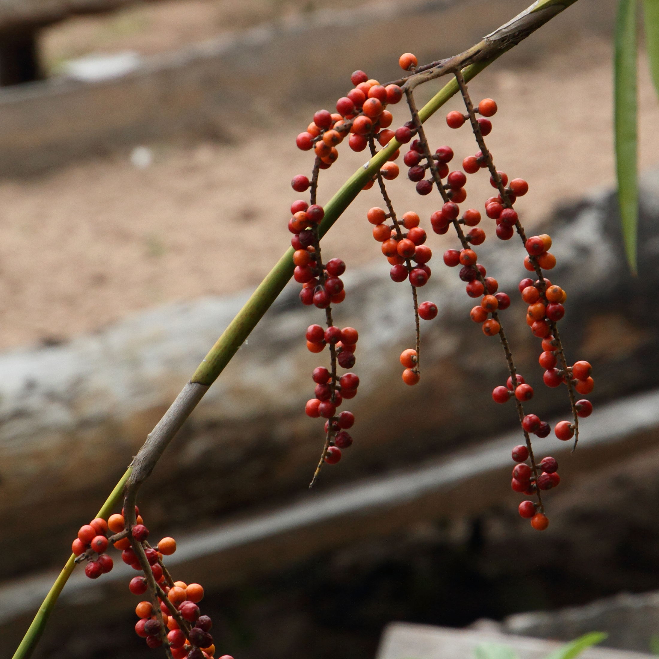 Afficher le média licuala_spinosa6md licuala_spinosa6md
