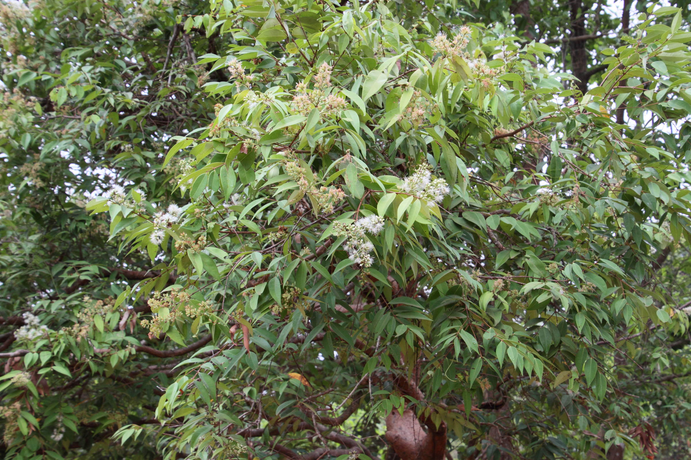 syzygium_claviflorum1md