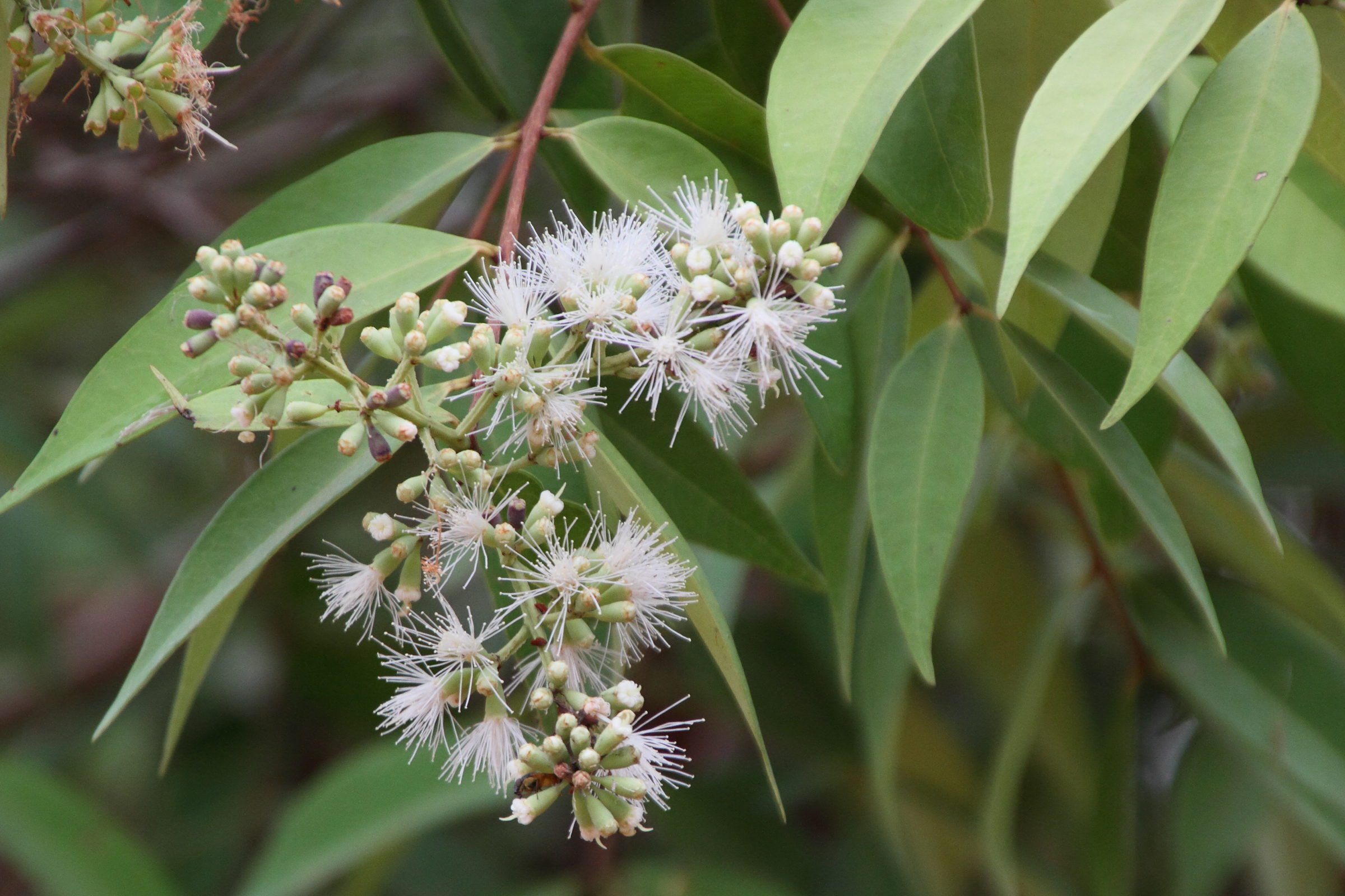 syzygium_claviflorum2md